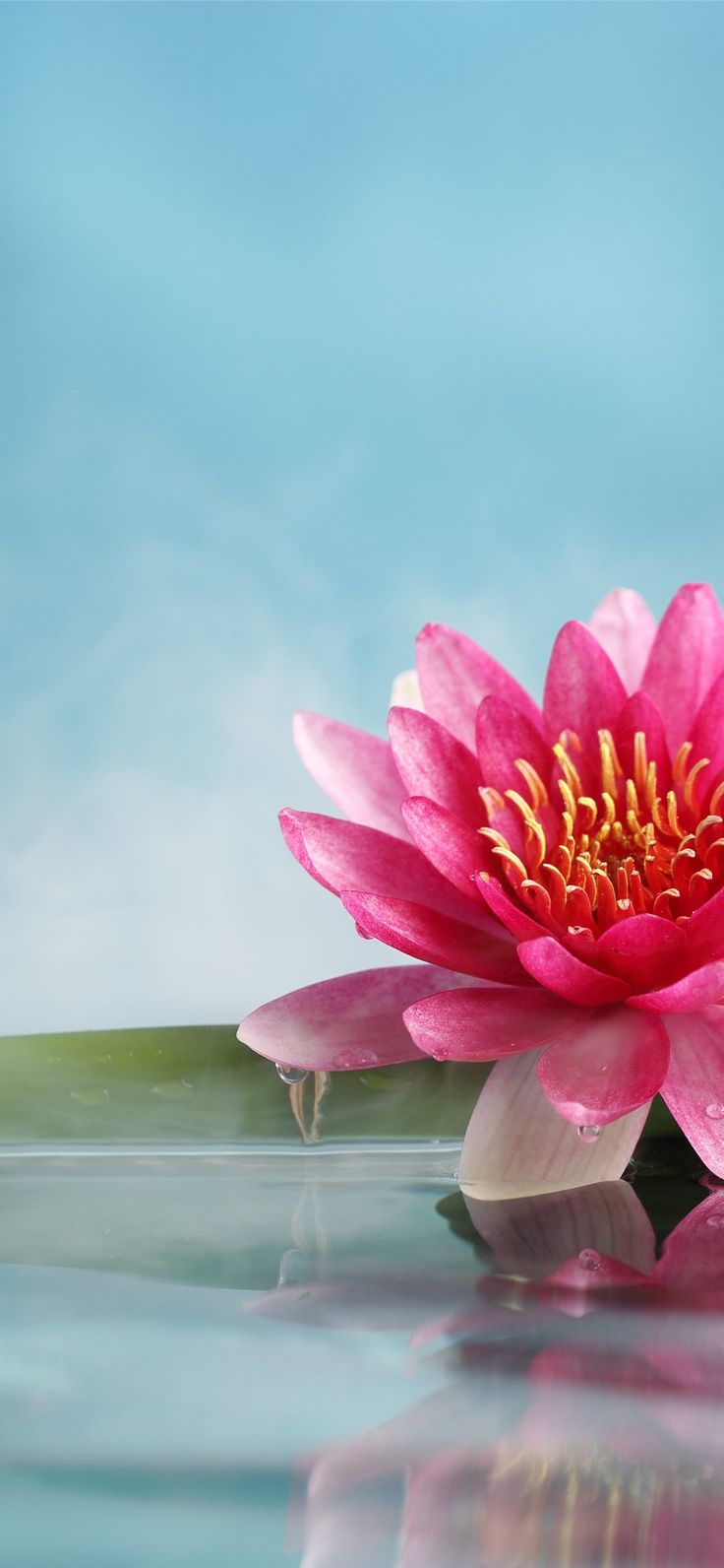 lotus flower iPhone Wallpaper