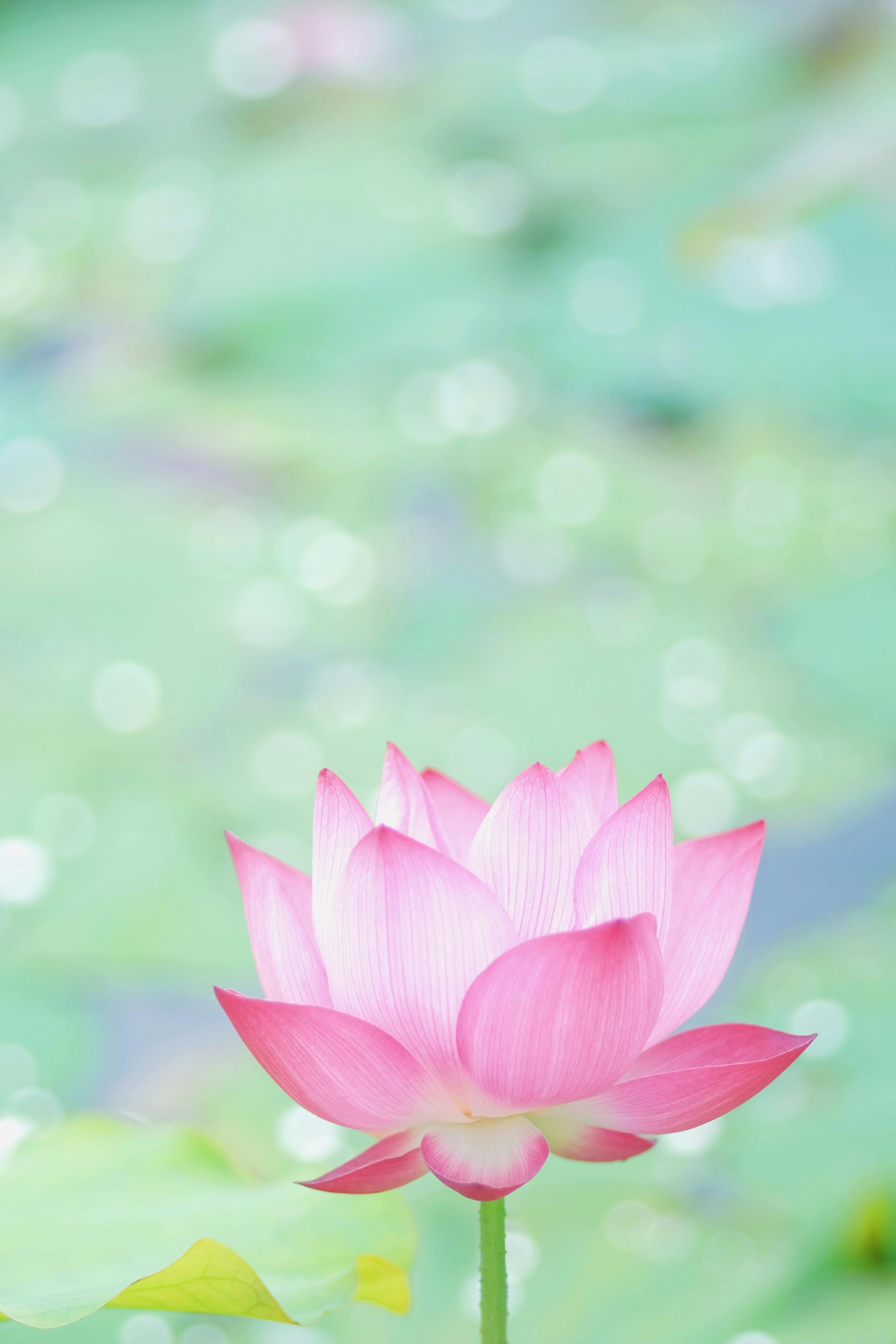 Pink Lotus Flower · Free
