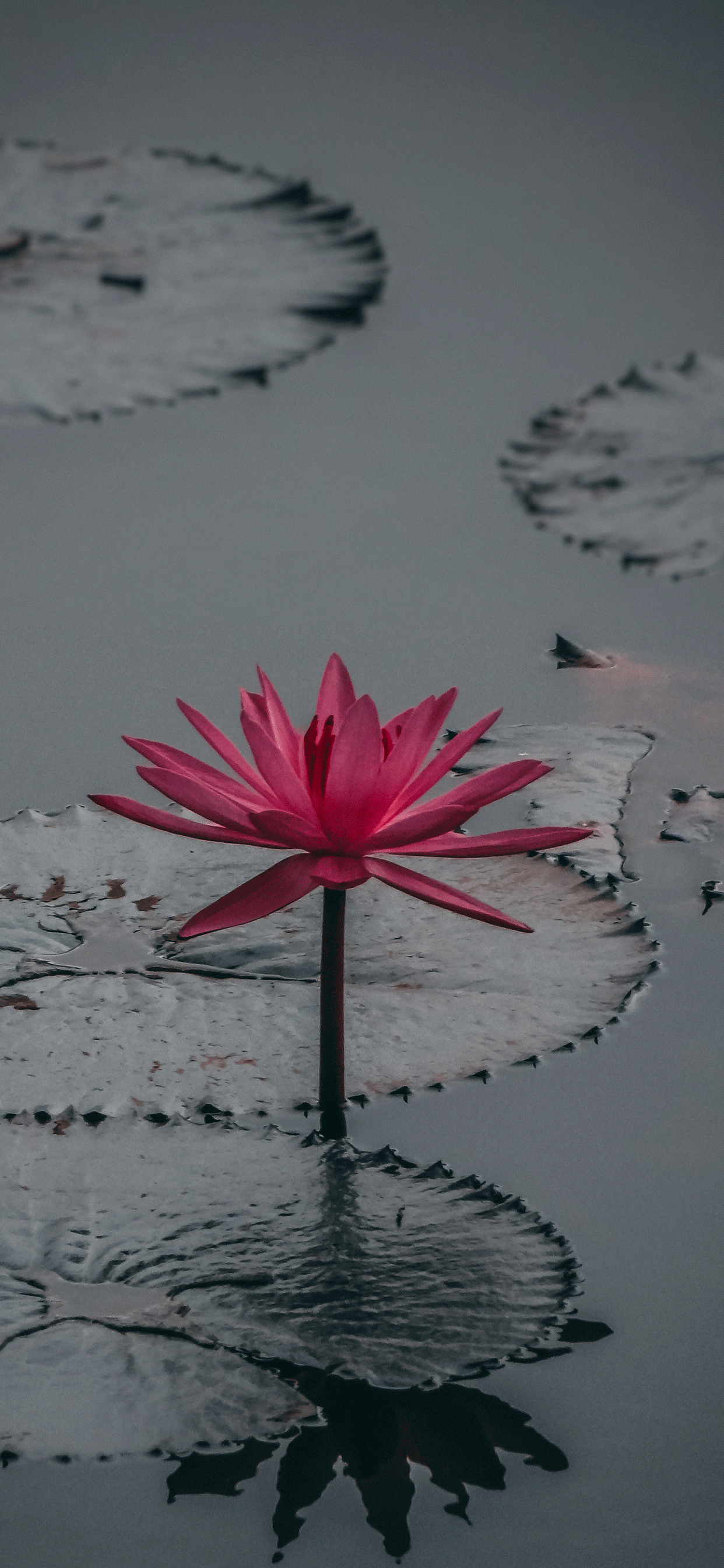 Lotus flower Wallpaper for iPhone 11, Pro Max, X, 8, 7, 6