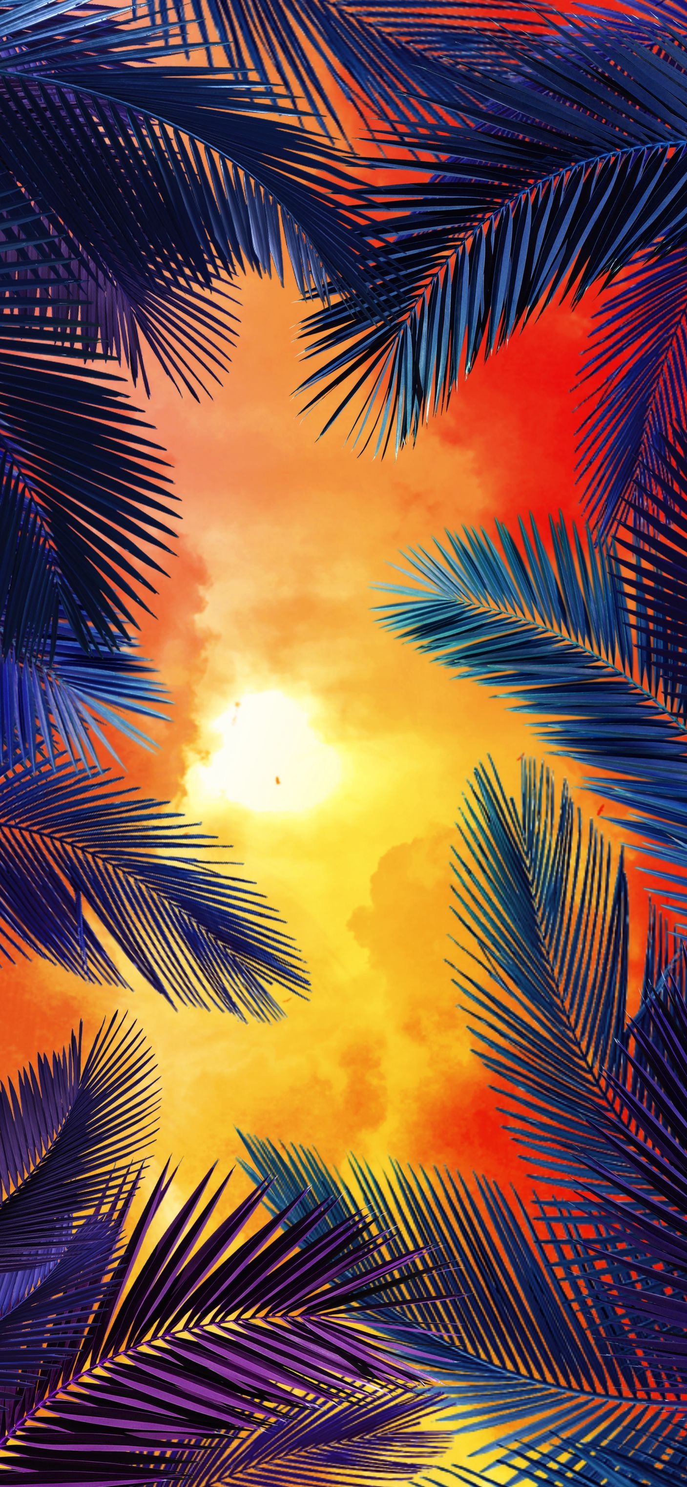 Wallpaper Orange, Palm Trees, California Palm, Cycad, Background Free Image