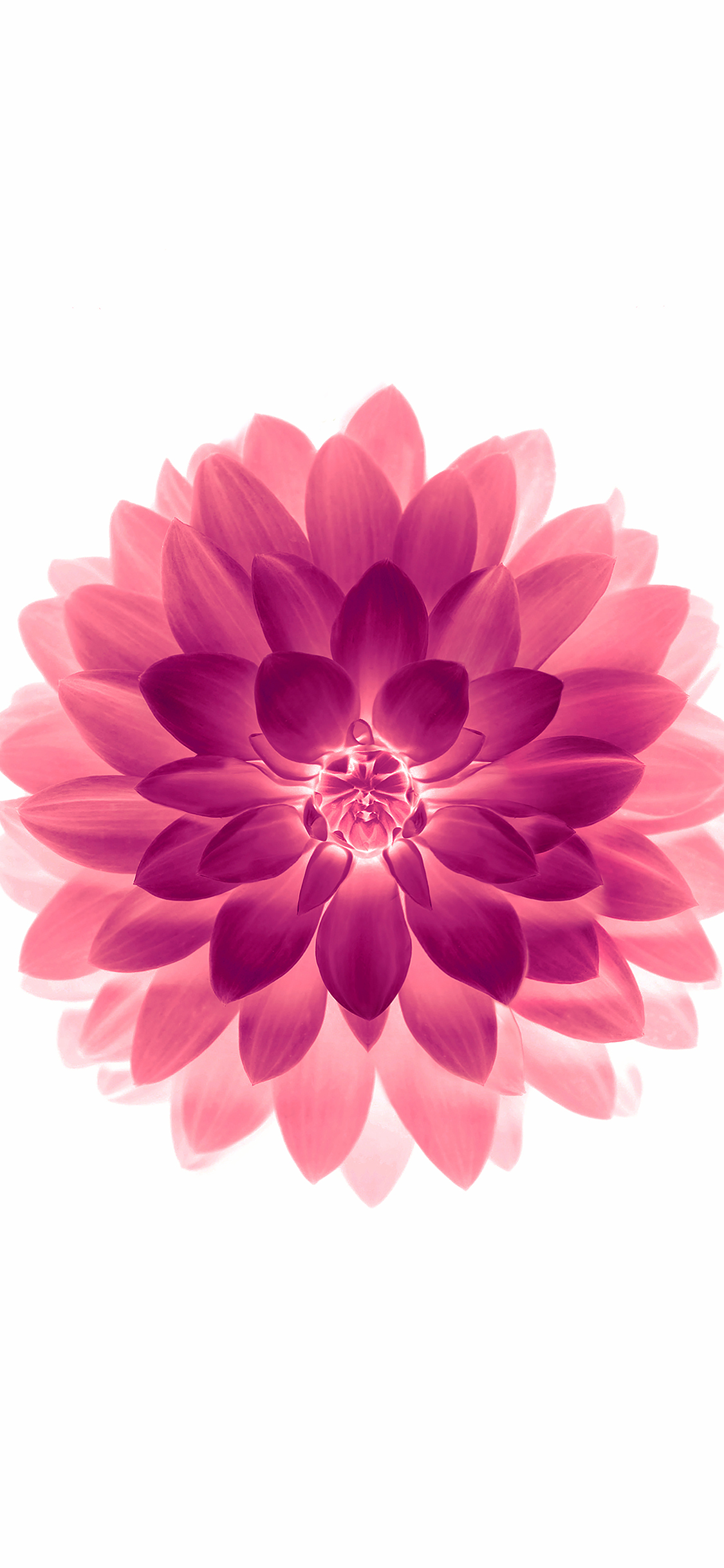 iPhoneXpapers red on white lotus iphone6 plus ios8 flower