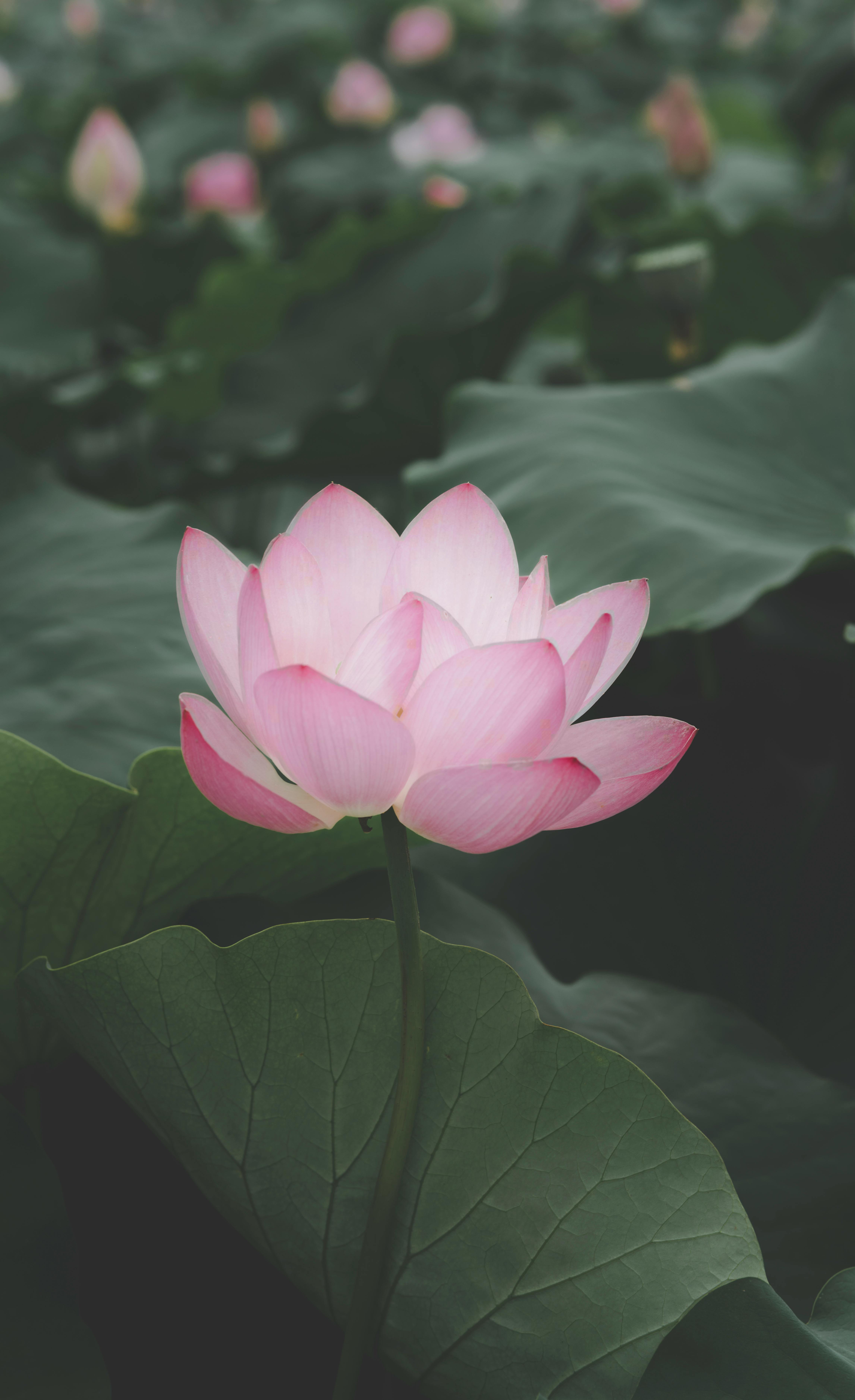 Pink Lotus Flower · Free