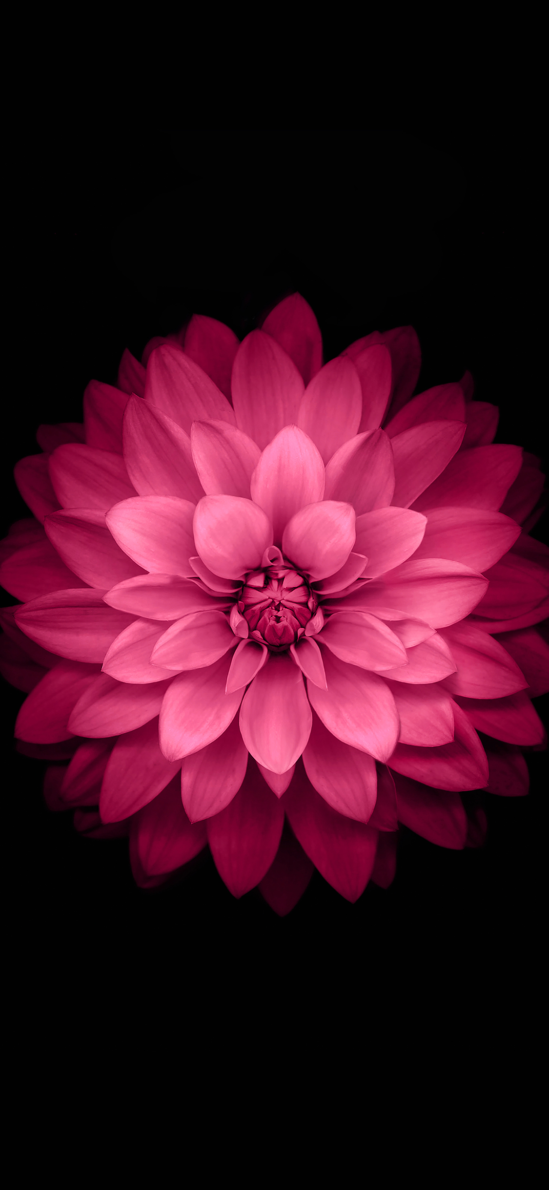 iPhoneXpapers red lotus iphone6 plus ios8 flower