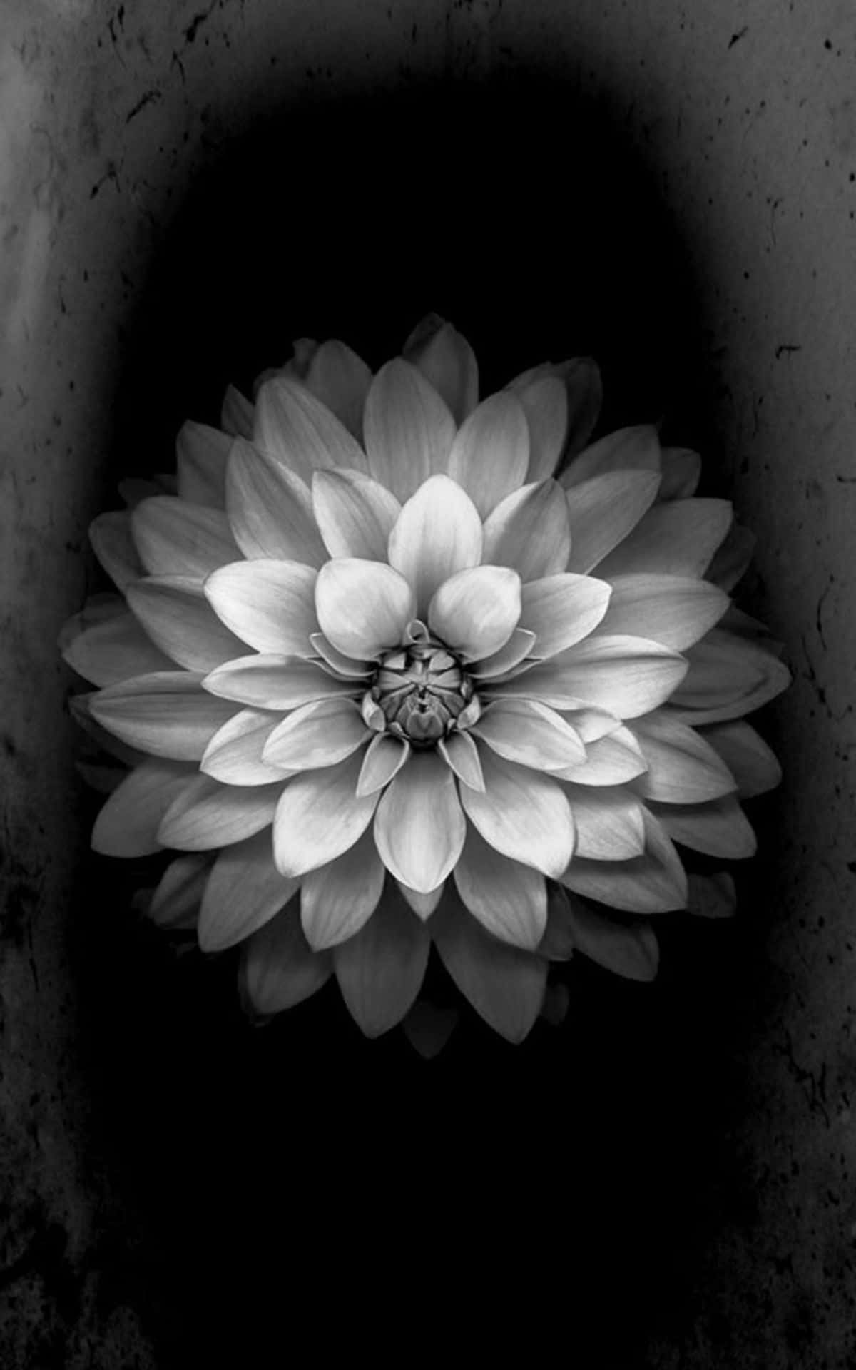 Download Black And White Lotus Flower iPhone Wallpaper