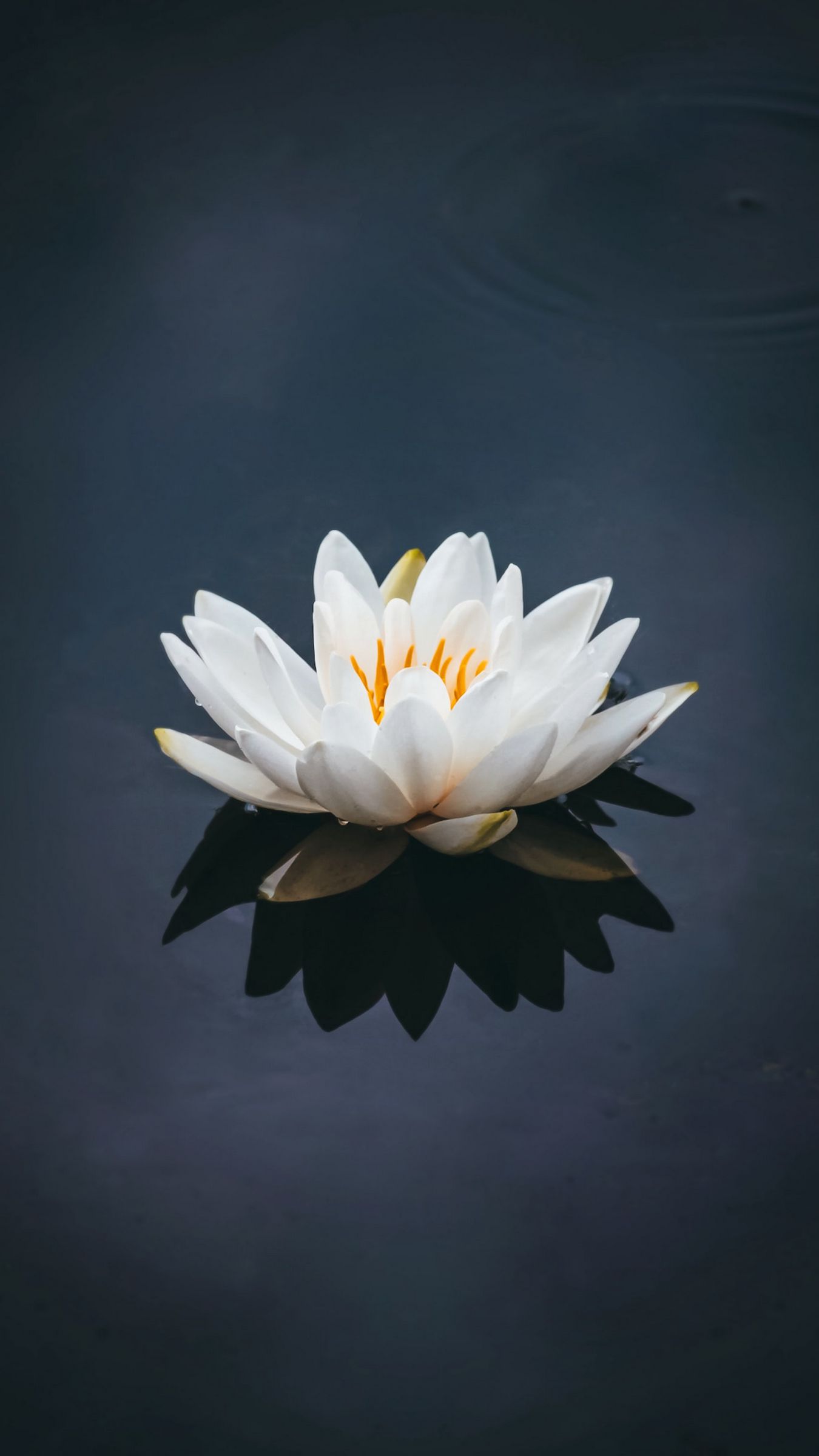 Download wallpaper 1350x2400 lotus, flower, petals, bloom, pond iphone 8+/7+/6s+/for parallax HD background