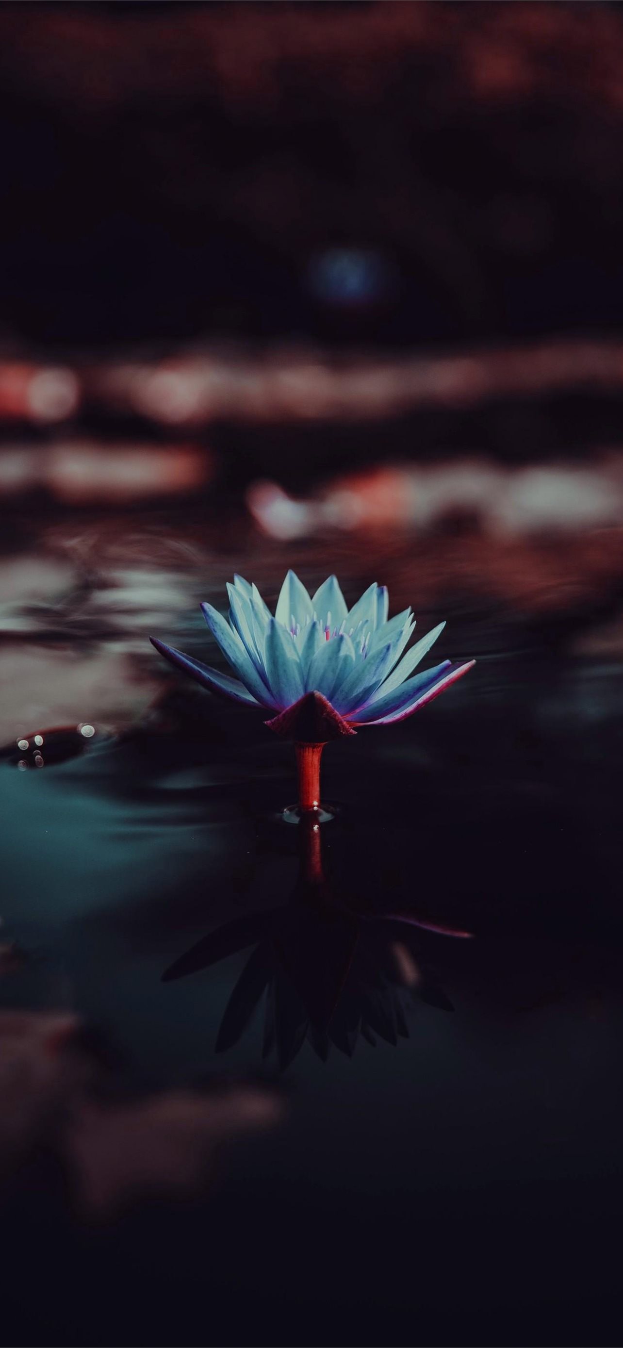 lotus flower iPhone Wallpaper Free Download