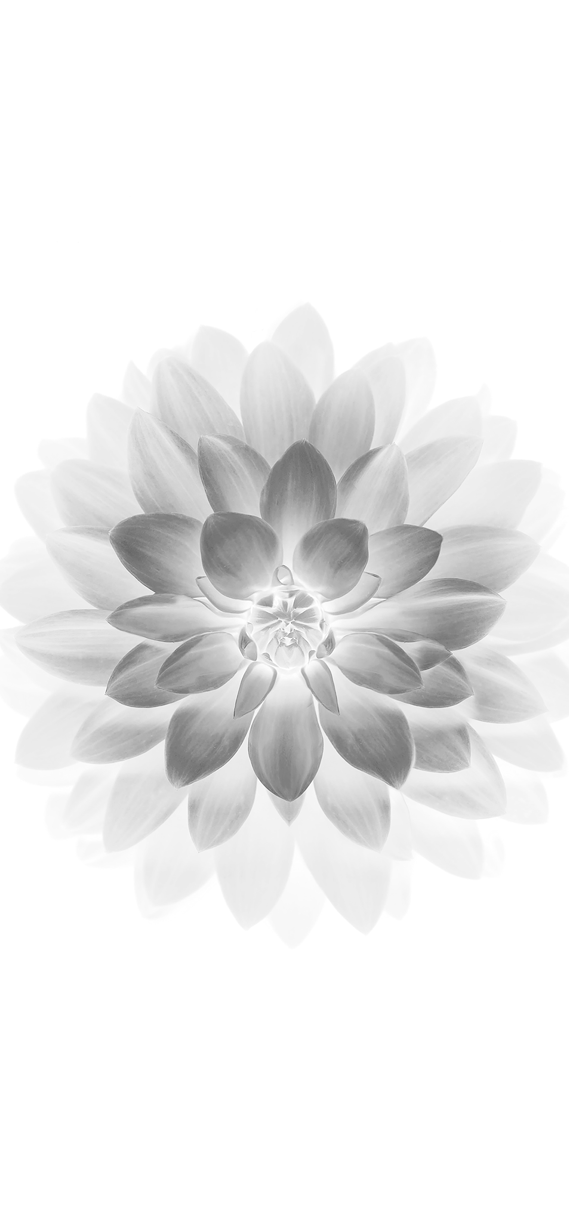 iPhoneXpapers white lotus iphone6 plus ios8 flower