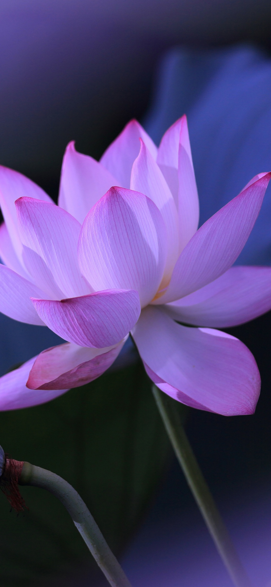 Lotus flower Wallpaper 4K, Purple aesthetic, Water Lily, 5K