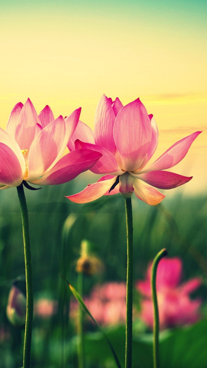 Lotus HD Wallpaper 02797