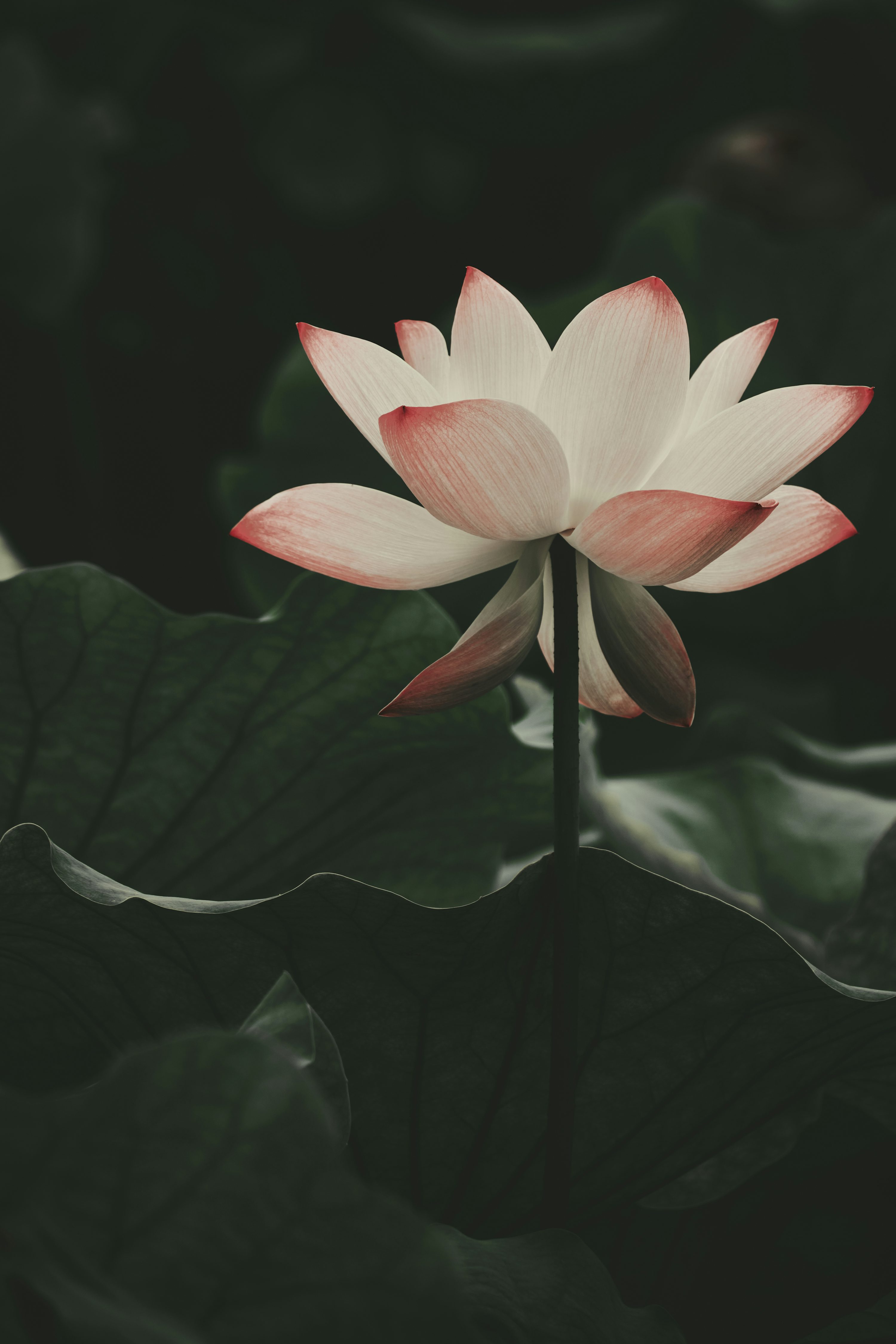 A delicate lotus flower blooms among leaves. photo