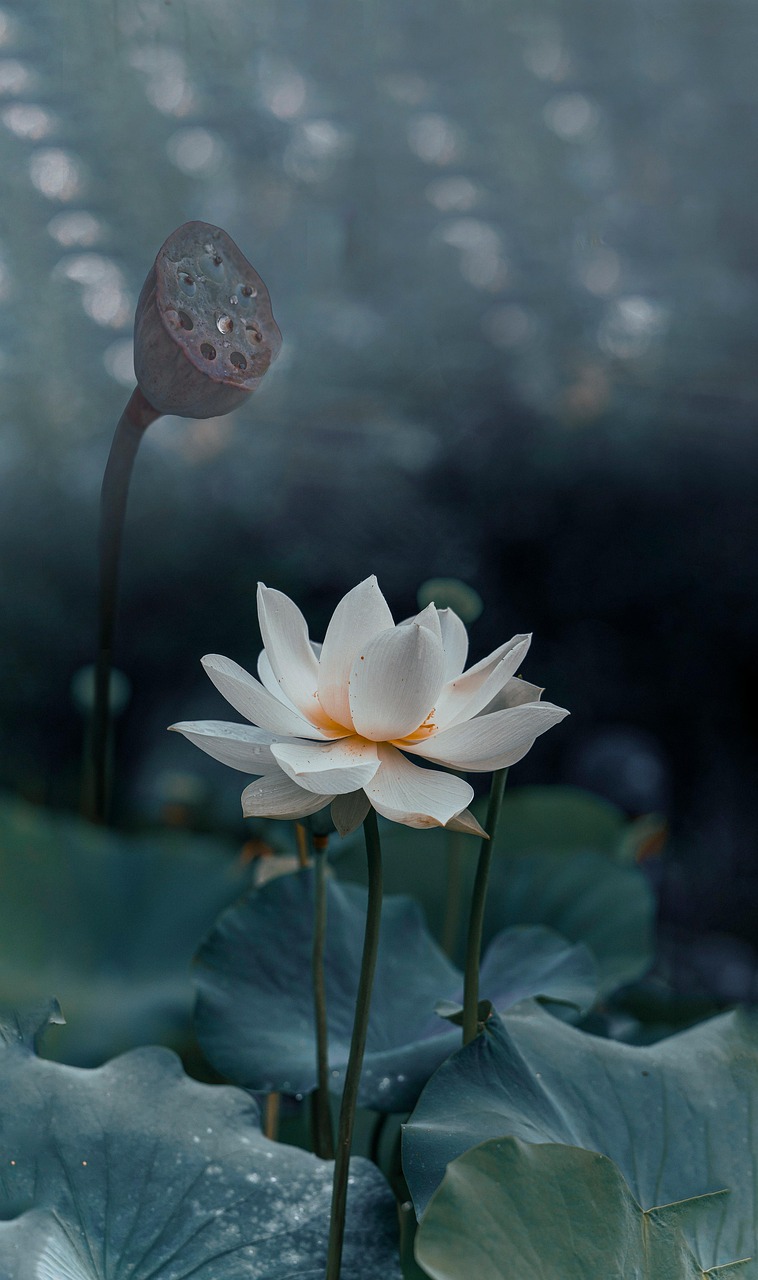 Lotus Flower