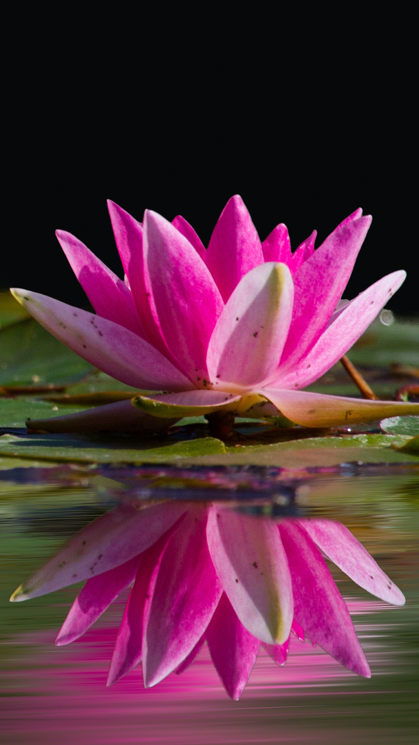 Pink Lotus Flowers With Leaves On Water With Reflection 4K HD Flowers Wallpaper