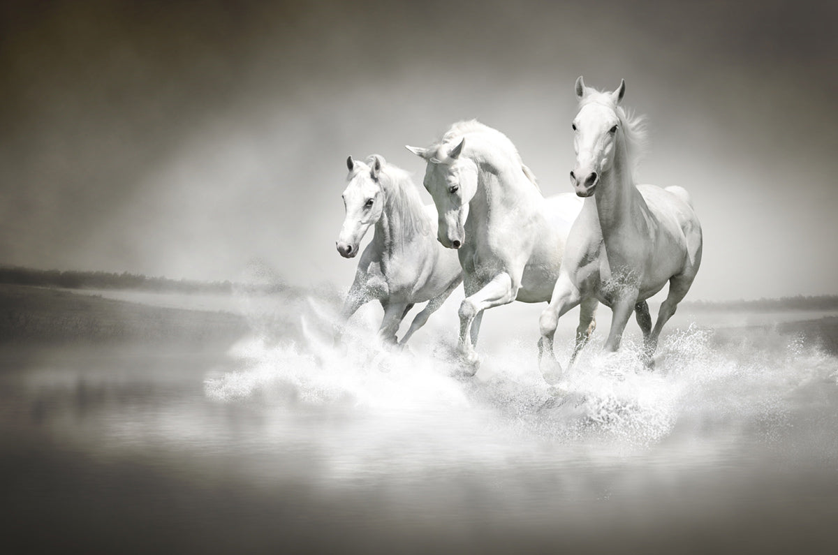 Majestic White Horses Running Mural Wallpaper