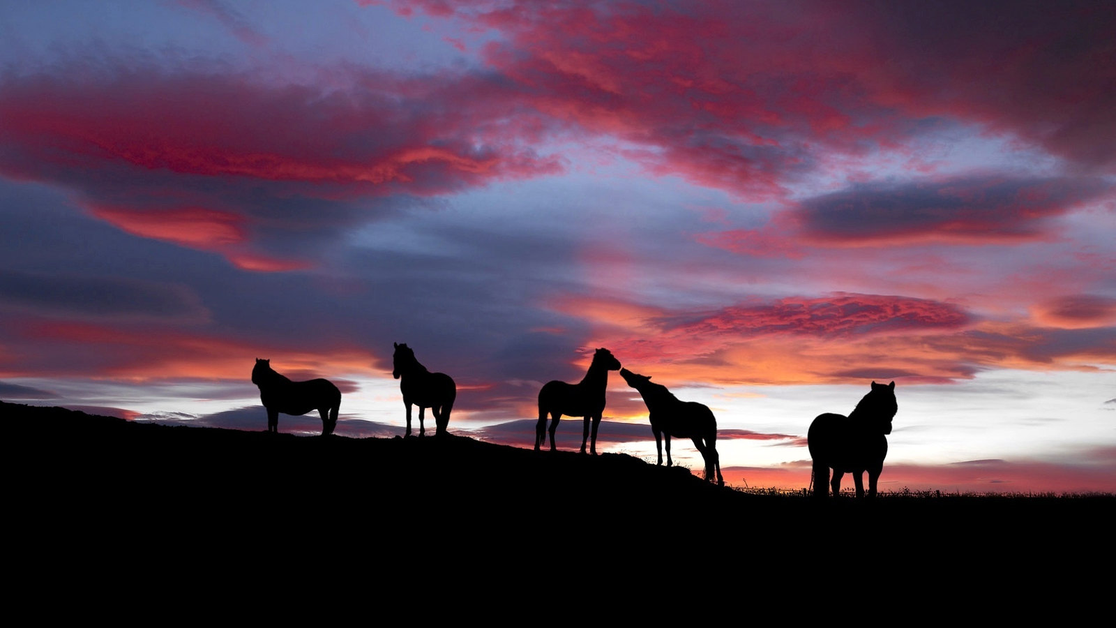Desktop Horses Wide Wallpaper. Free Download Desktop Horses