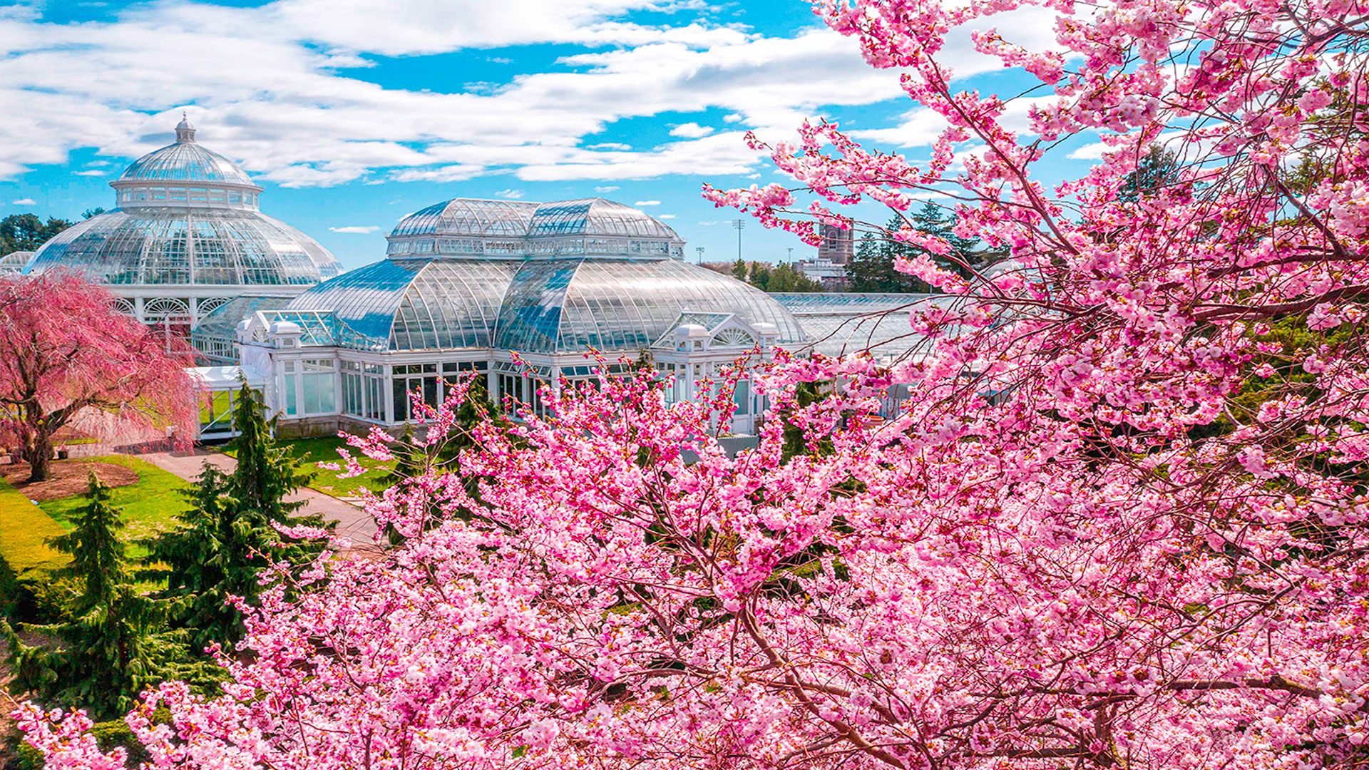 My NYBG Wallpaper. New York Botanical Garden