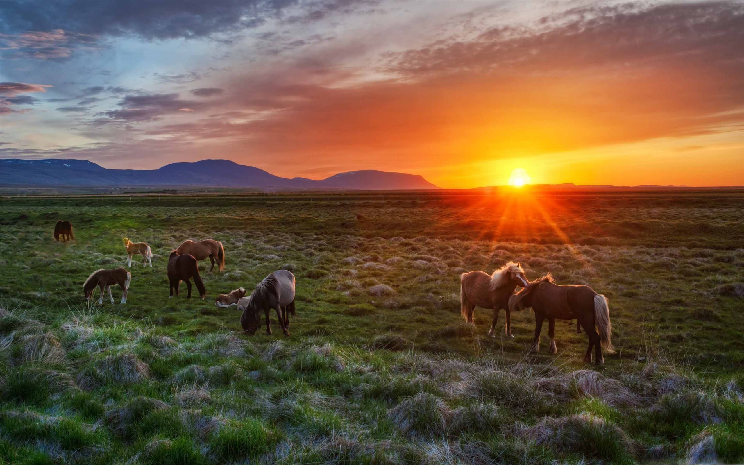 Wild Horses At Sunset Mac Wallpaper Download