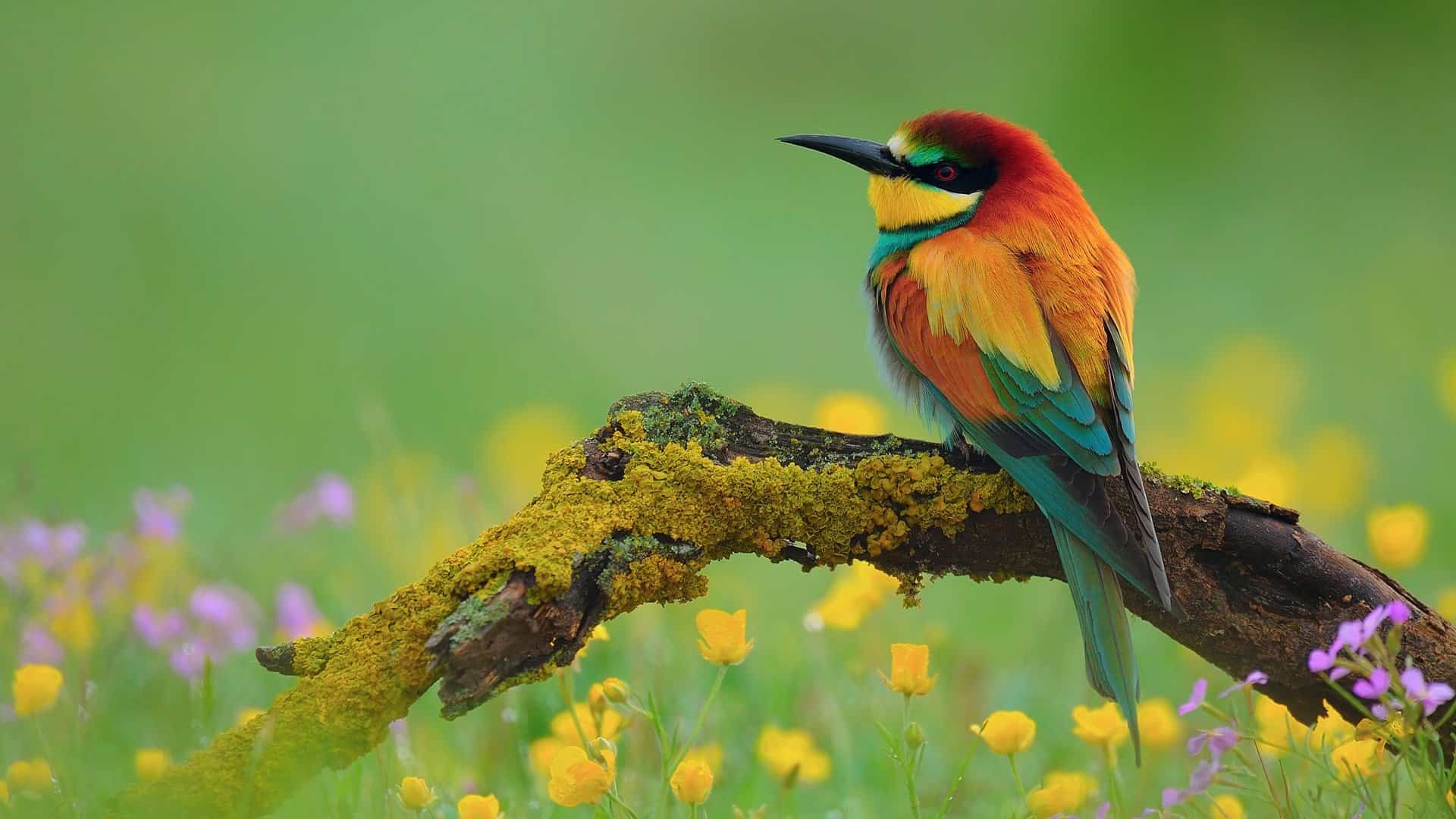 Colourful Bird High Definition Wallpaper For Desktop Background Download Free