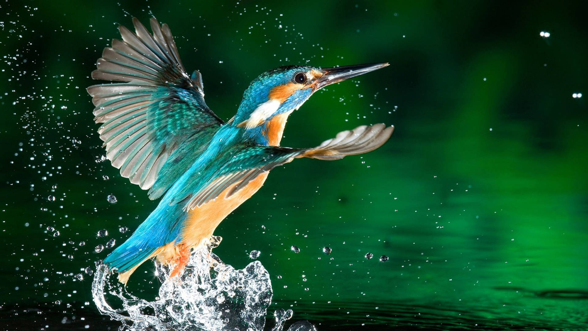 Download High Resolution Desktop Bird Wallpaper