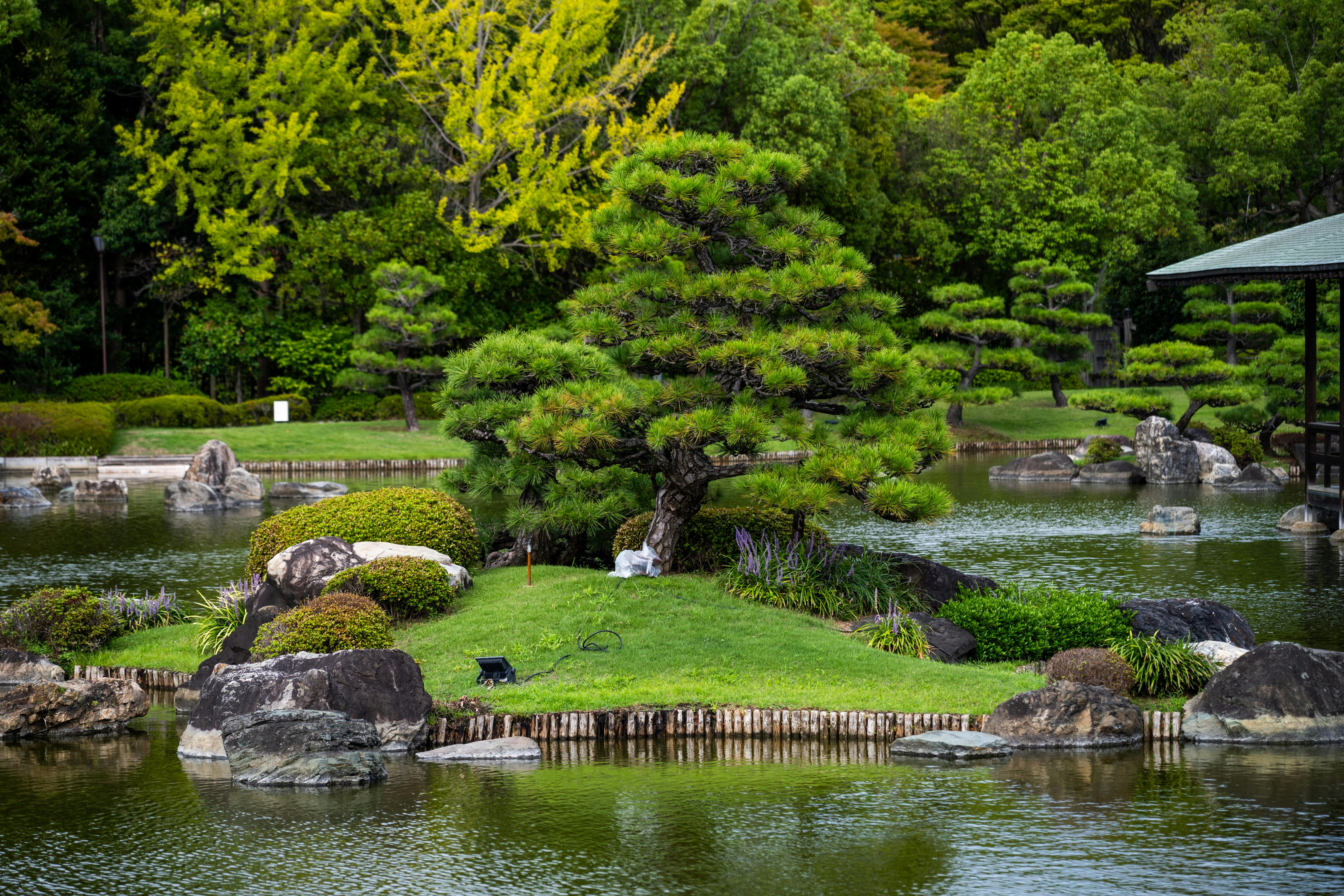 Serene Japanese Garden with Pond and Pine Tree · Free