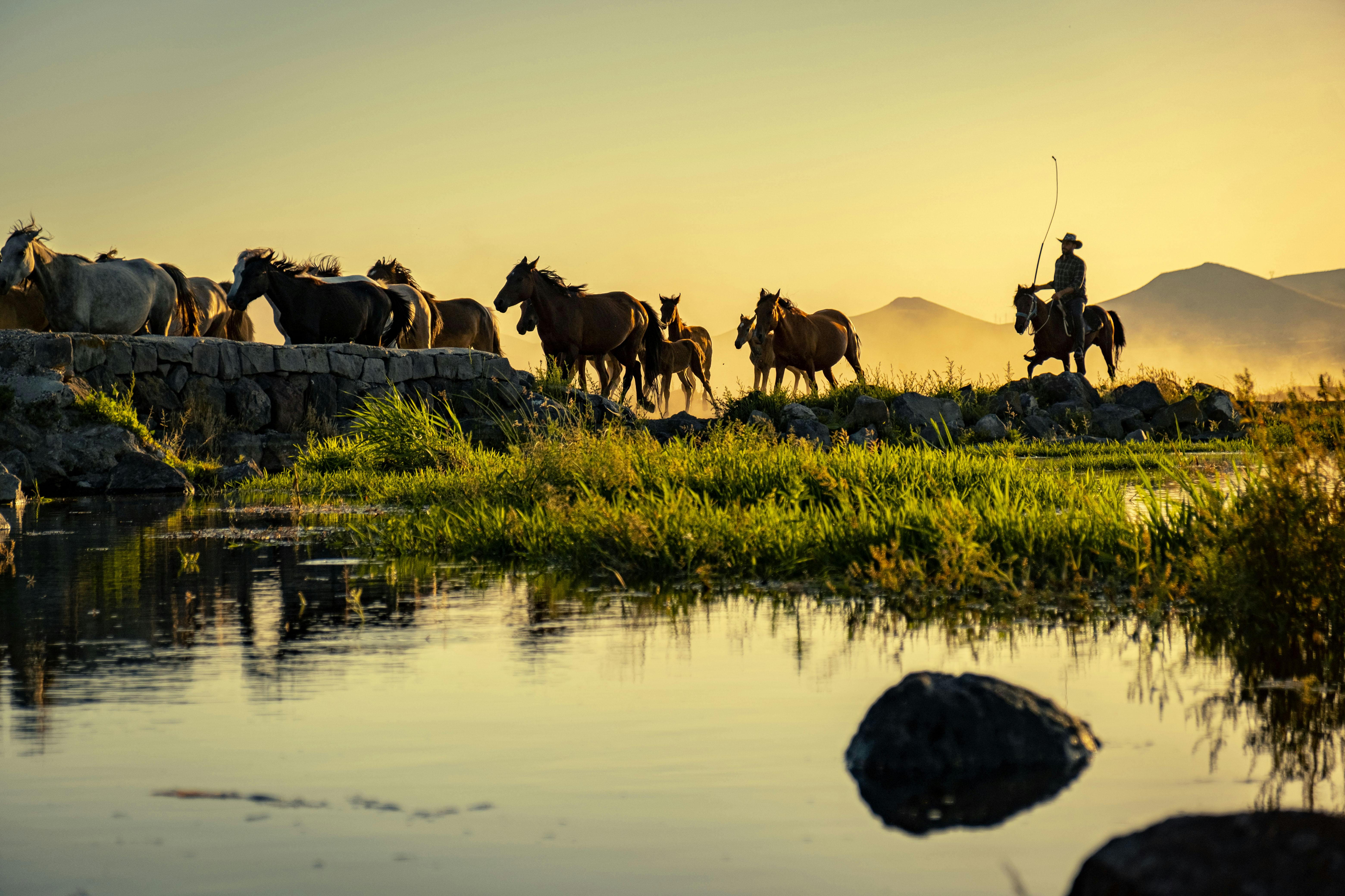 Montana Horses Photo, Download The BEST Free Montana Horses & HD Image