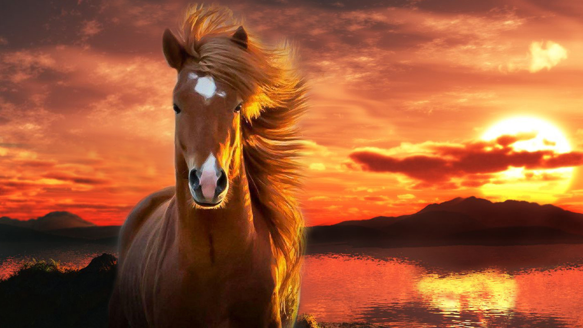 Brown Horse With Background Of Sunset HD Horse Wallpaper