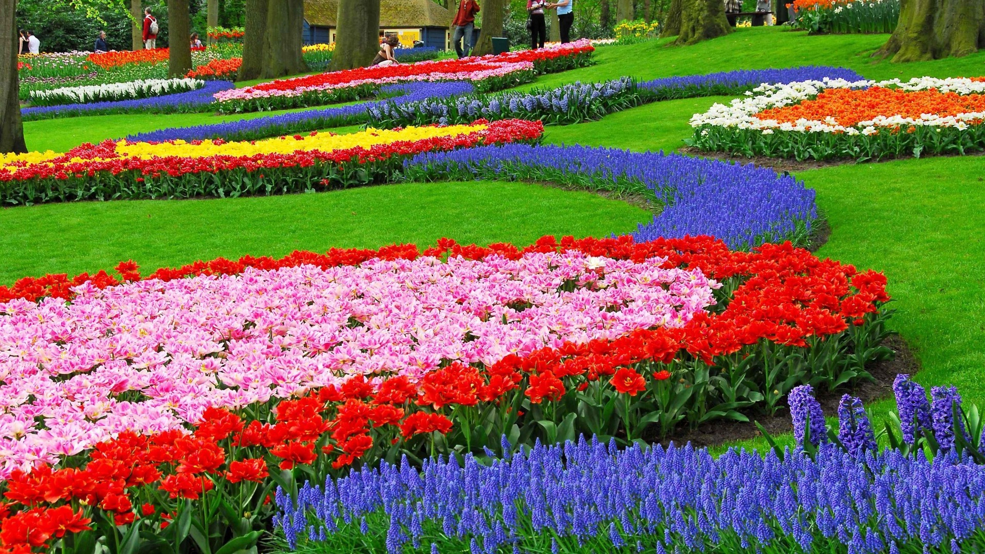 garden, Flowers, Nature, Landscape, Colorful, Muscari Wallpaper HD / Desktop and Mobile Background