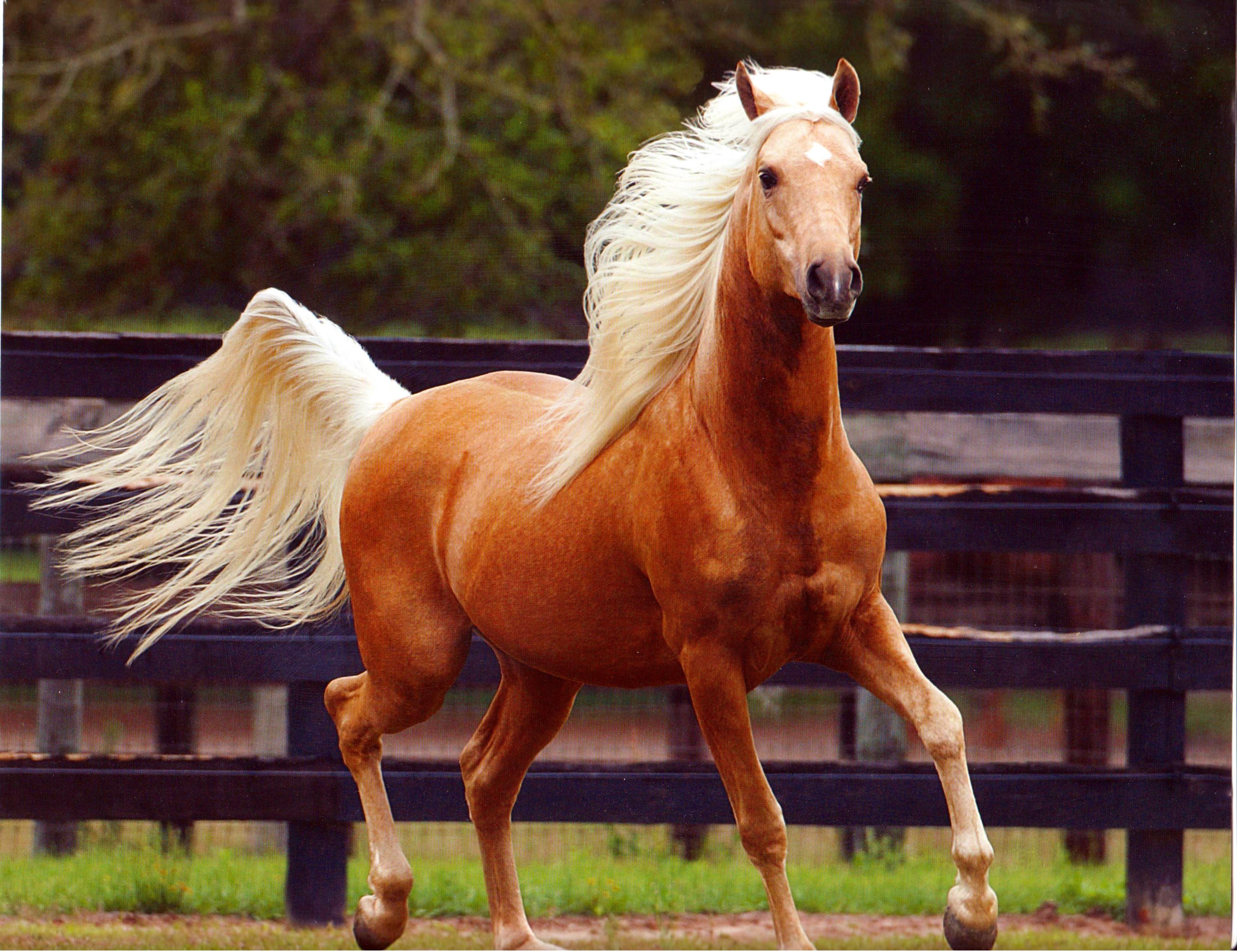Palomino Horse Desktop Wallpaper 18872