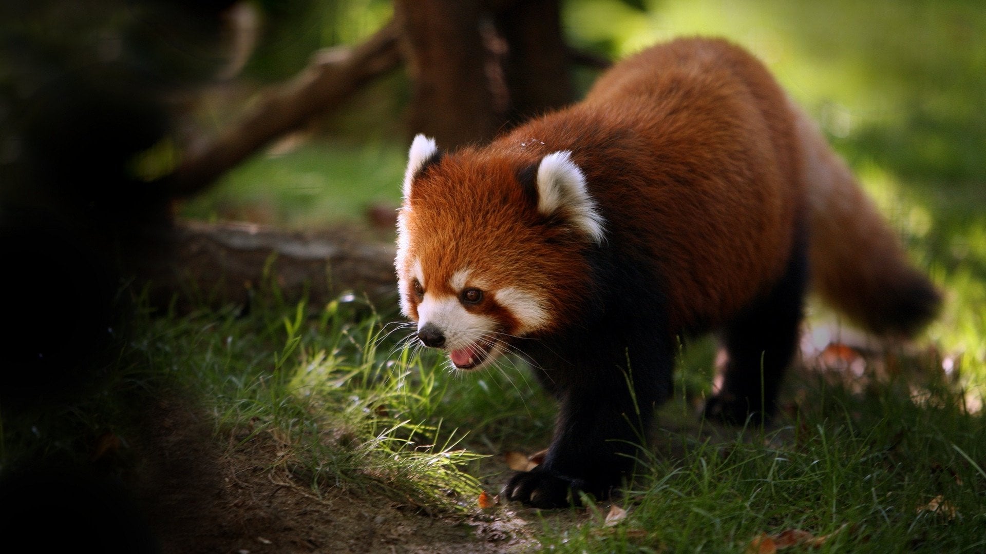Red Panda Wallpaper!