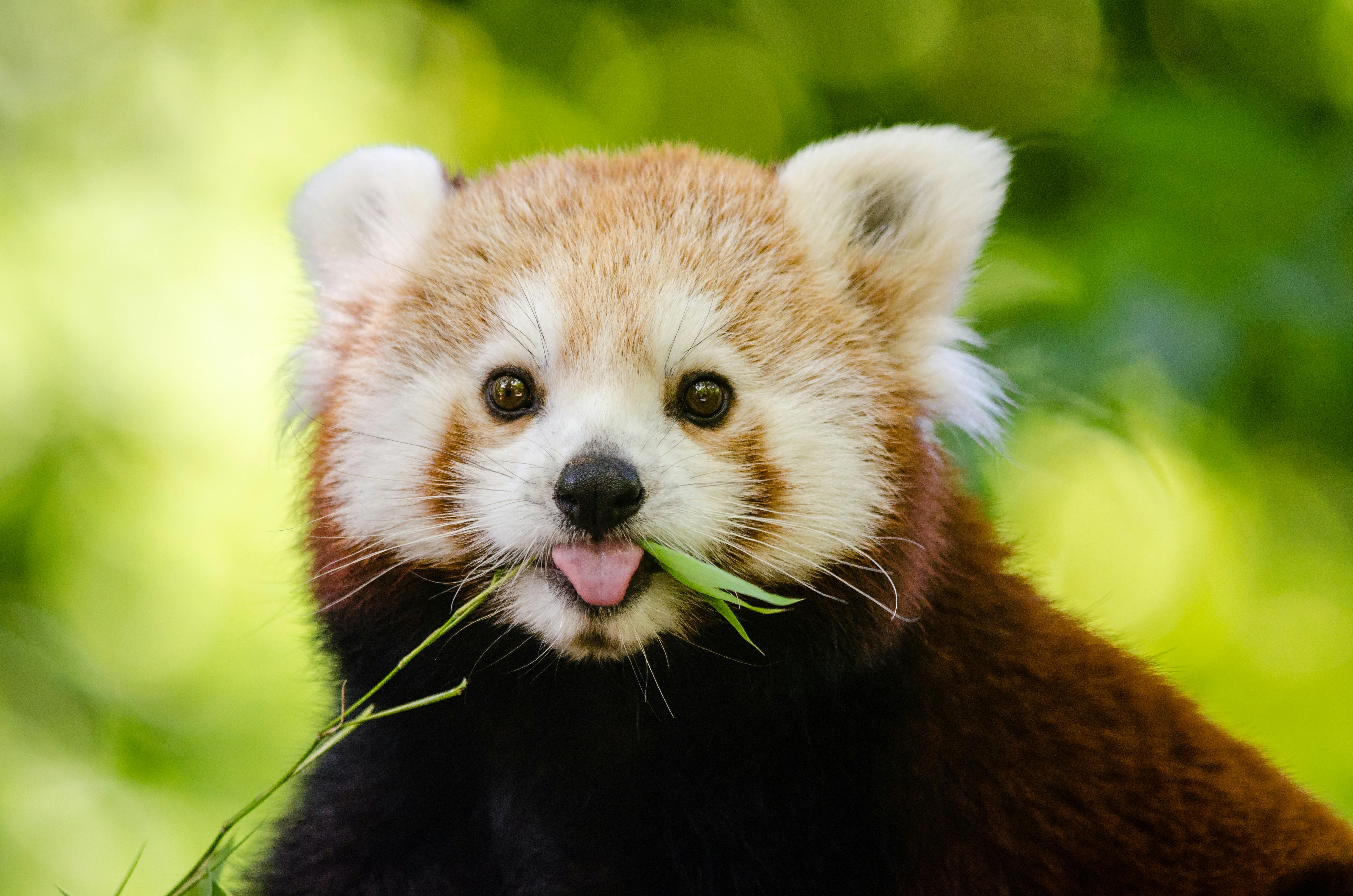 Red Panda Photo, Download The BEST Free Red Panda & HD Image