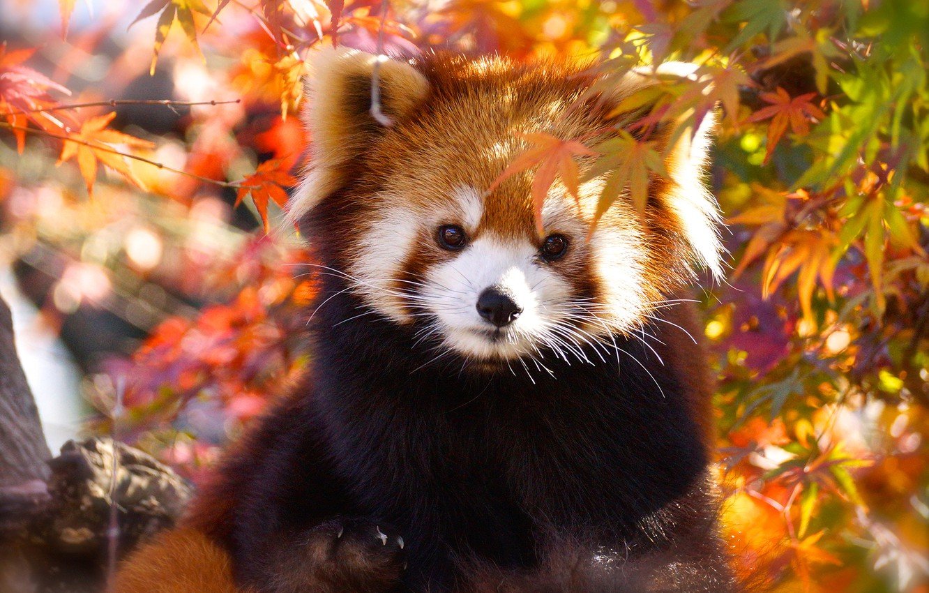 Red Panda HD Desktop Wallpaper 78200
