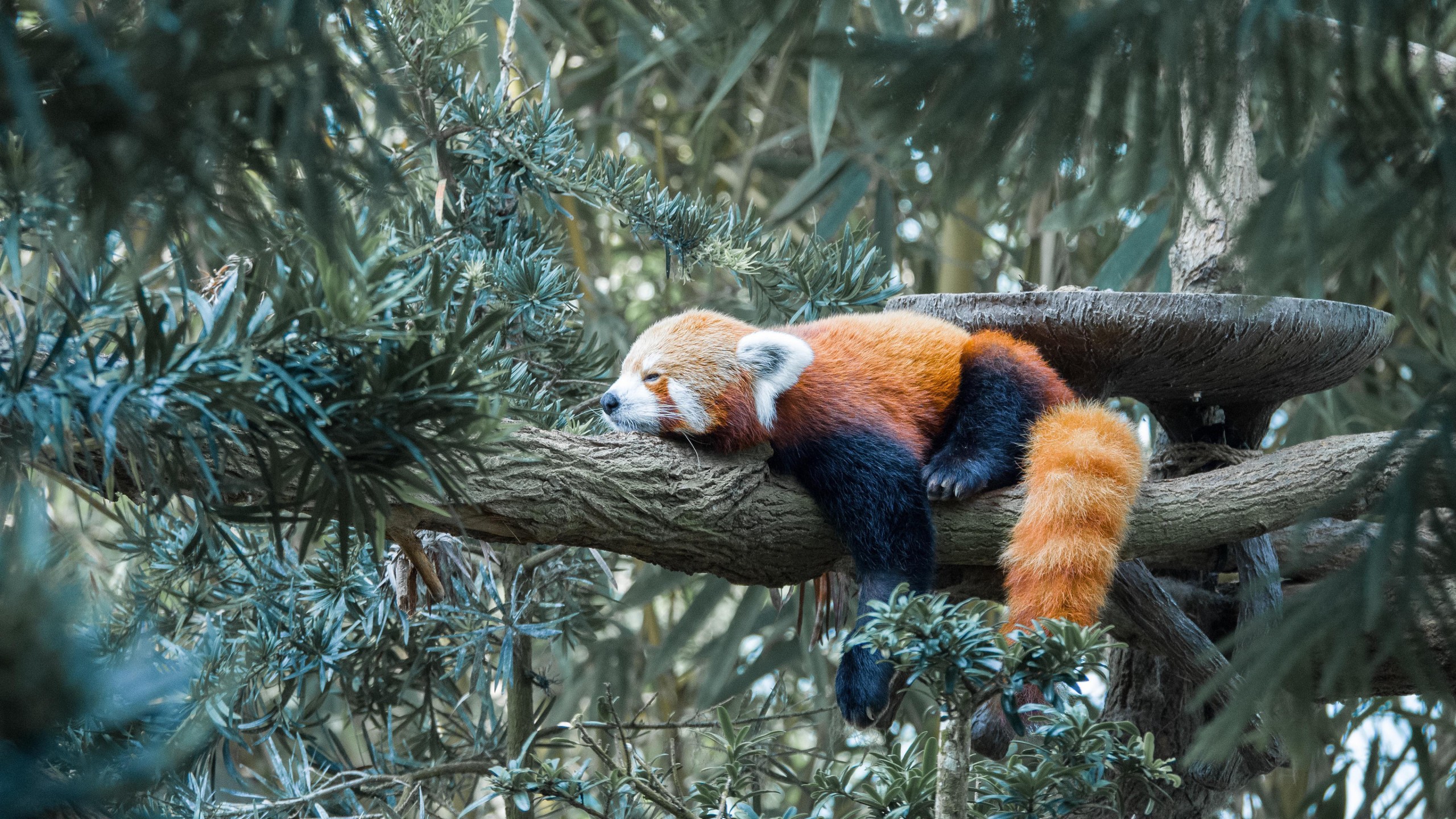 Red Panda Is Lying Down On Tree Branch In Green Leaves Background 4K HD Panda Wallpaper