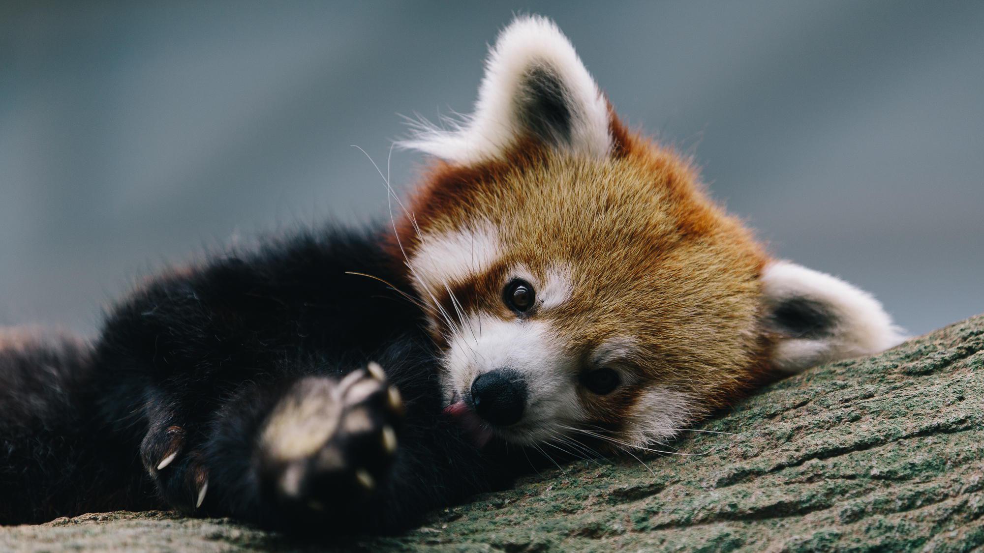Red Panda HD Desktop Wallpaper 28169