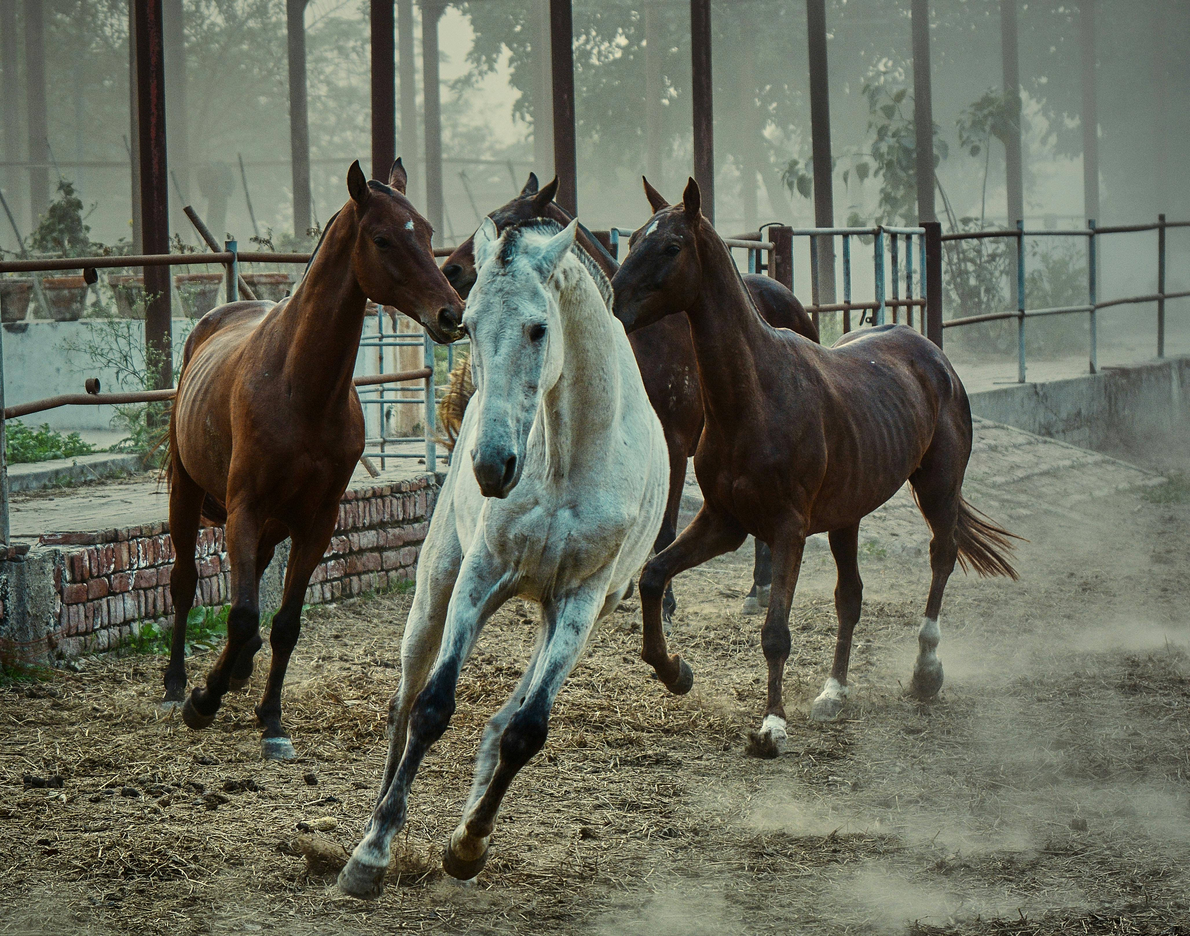 Horses Running in Paddock · Free