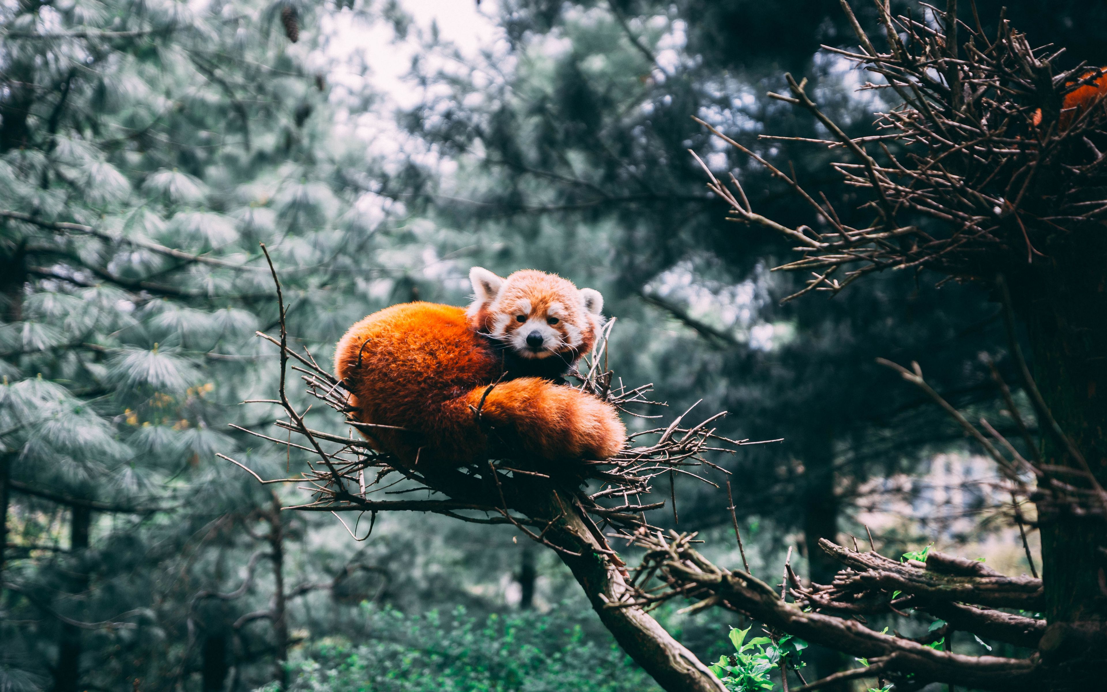 Download wallpaper 3840x2400 red panda, panda, wildlife 4k ultra HD 16:10 HD background