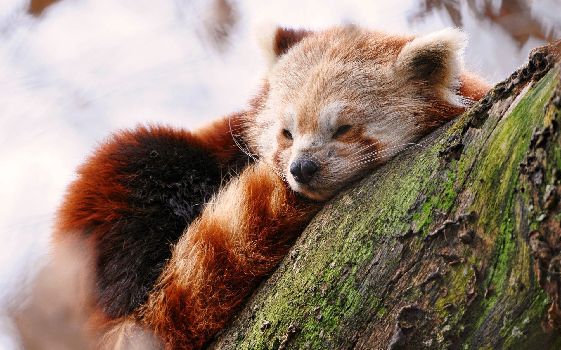 Red Panda Desktop Wallpaper 28167