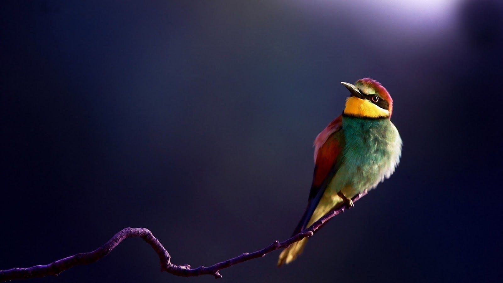 Cute Colorful Bird HD Wallpaper 84027