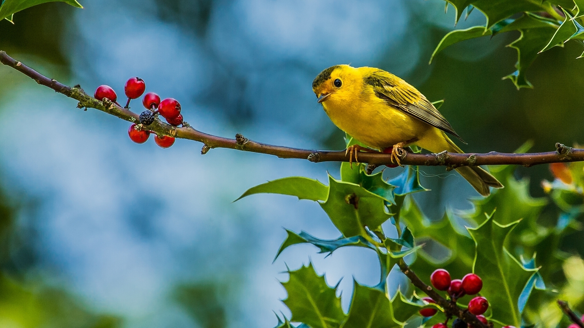 cute, Yellow, Bird Wallpaper HD / Desktop and Mobile Background