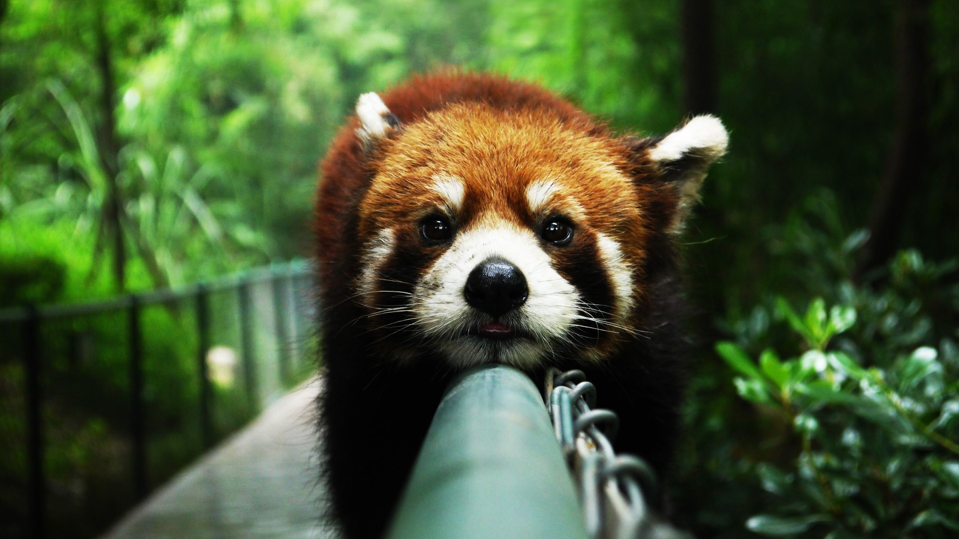 Wallpaper animal, red Panda, animals, red panda for mobile and desktop, section животные, resolution 1920x1080