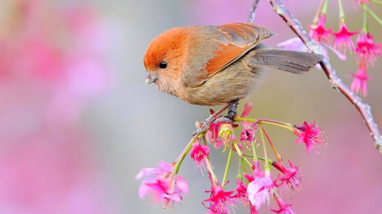 Beautiful Little Orange Brown Bird On Branch Of The Tree With Flowers HD Birds Wallpaper
