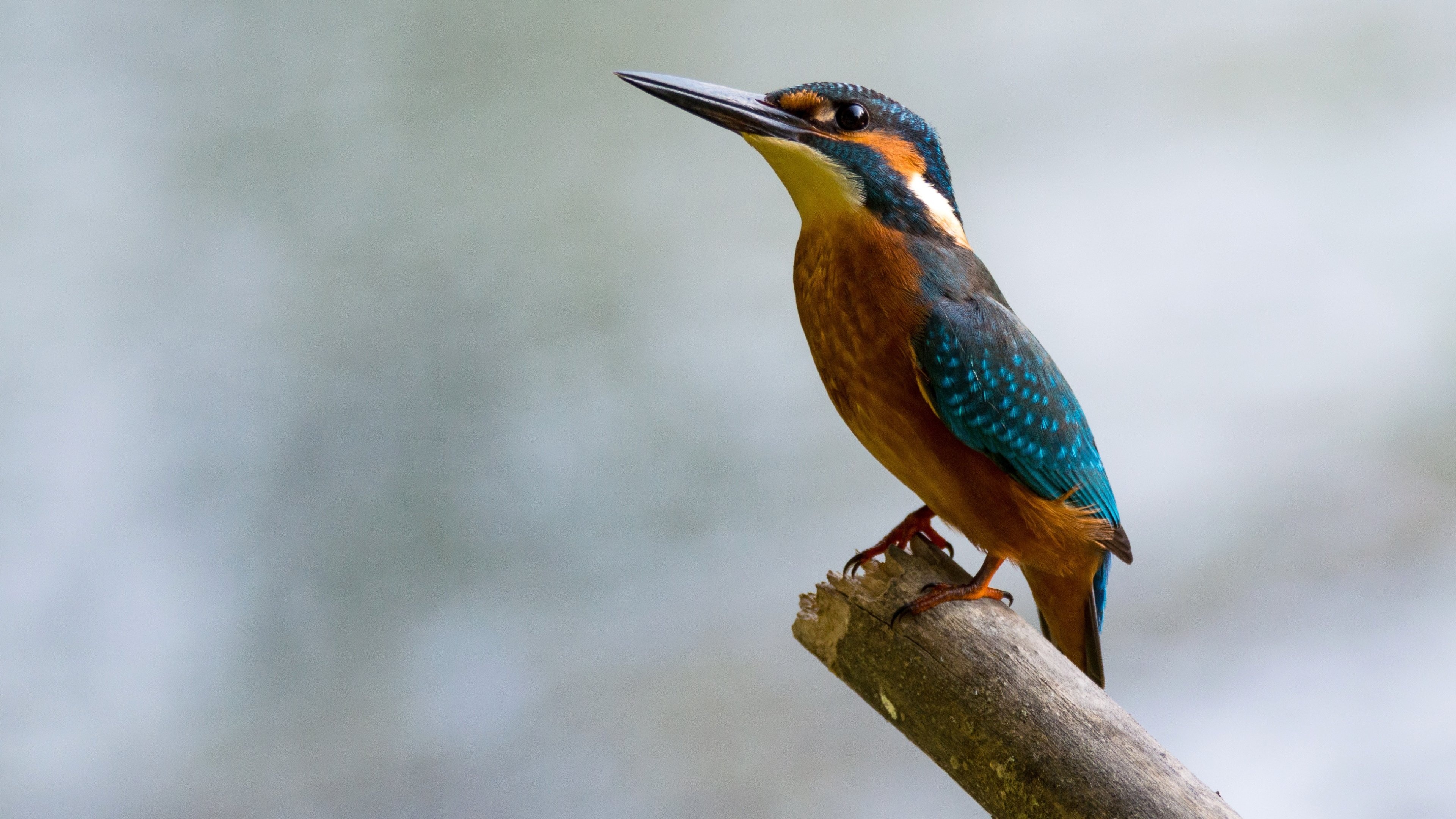 Kingfisher (Bird) Wallpaper