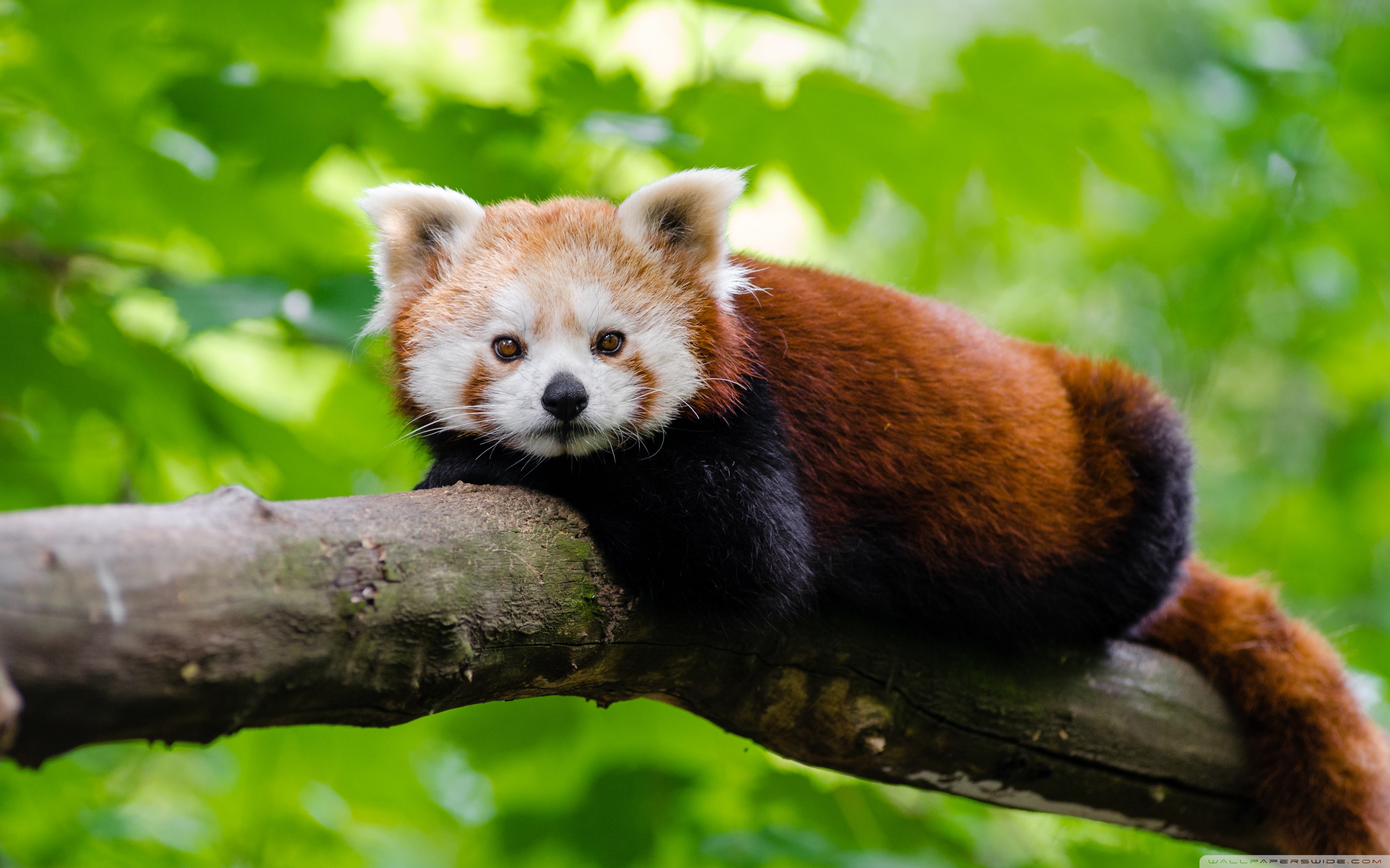 Free photo: Red Panda, Jungle, Nature