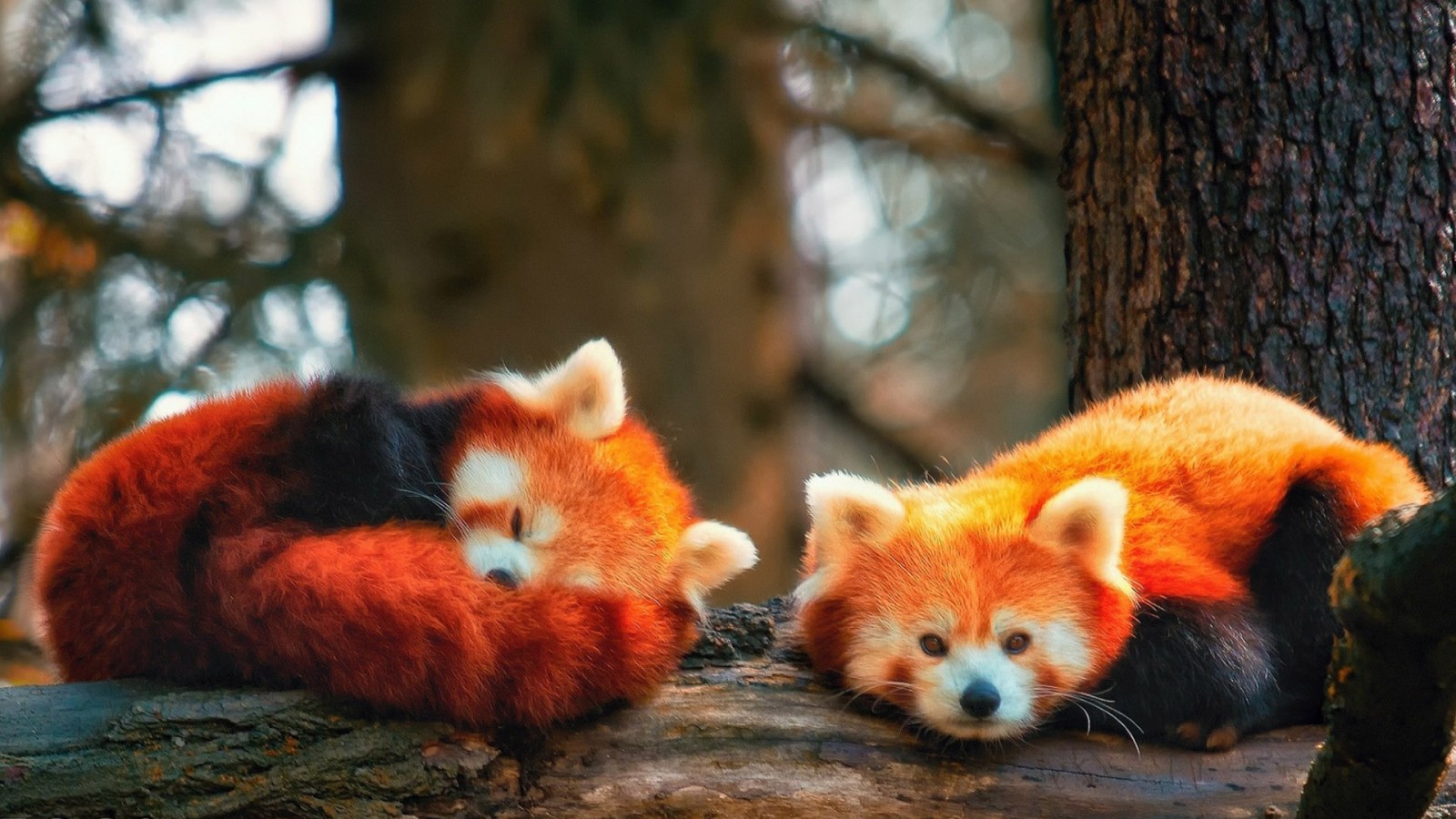 Two Red Pandas Are Lying Down On Tree Trunk In Blur Forest Trees Background HD Panda Wallpaper