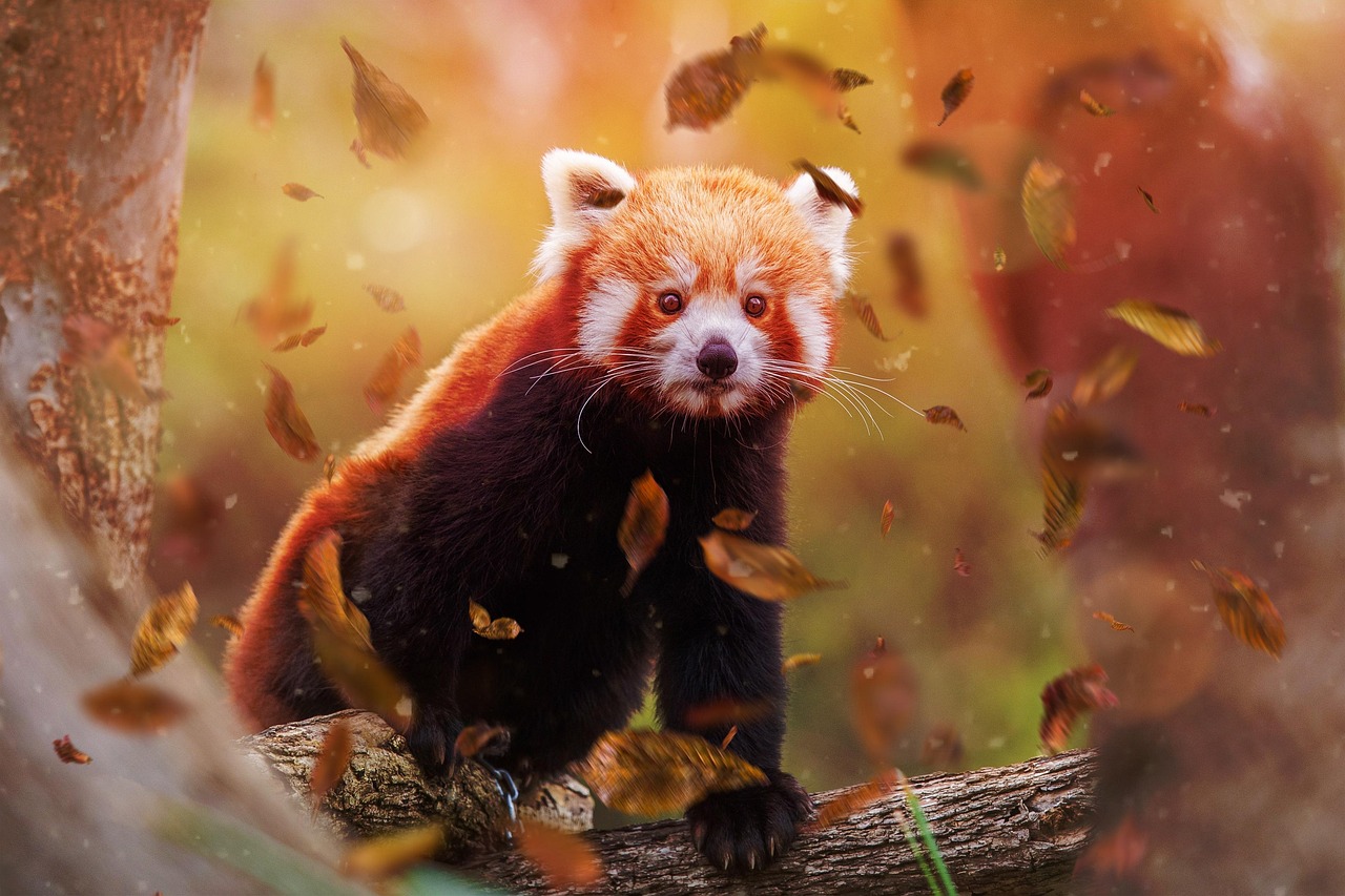 Animal Red Panda Wildlife