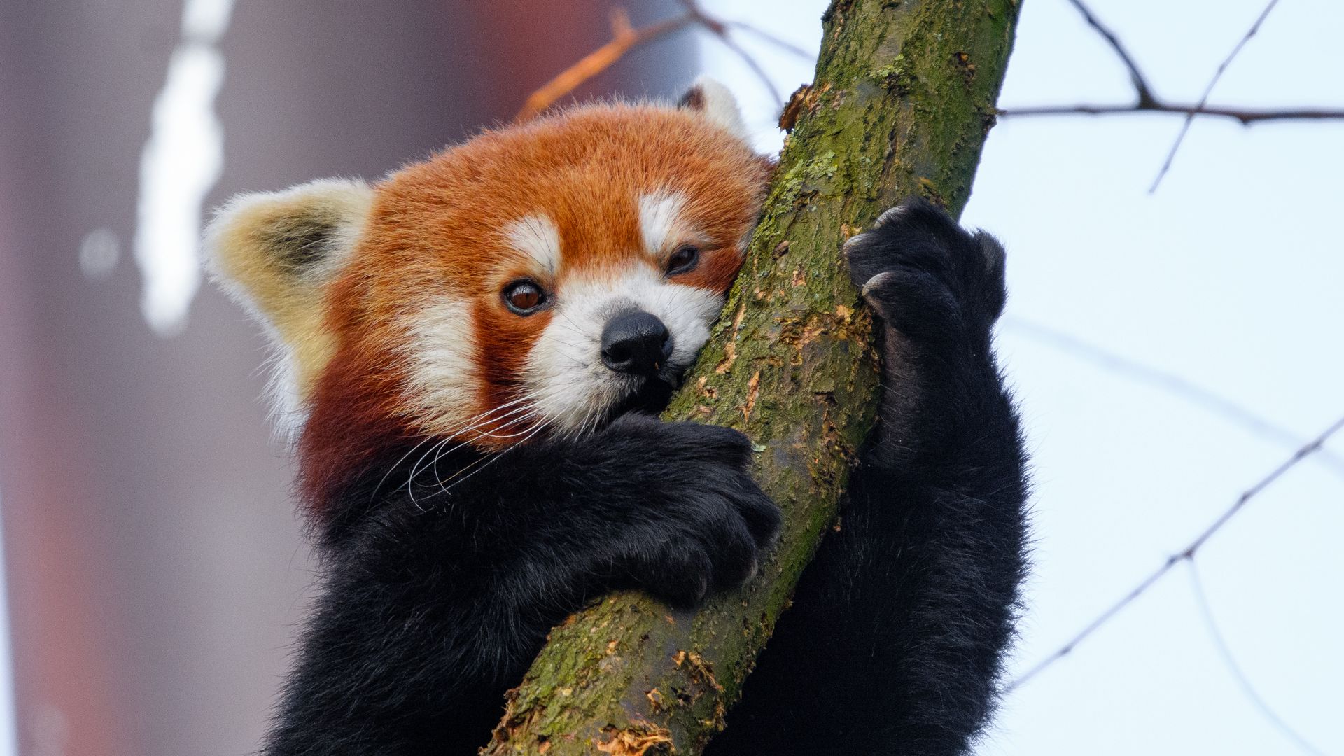 Download wallpaper 1920x1080 red panda, tree, branch, animal full hd, hdtv, fhd, 1080p HD background