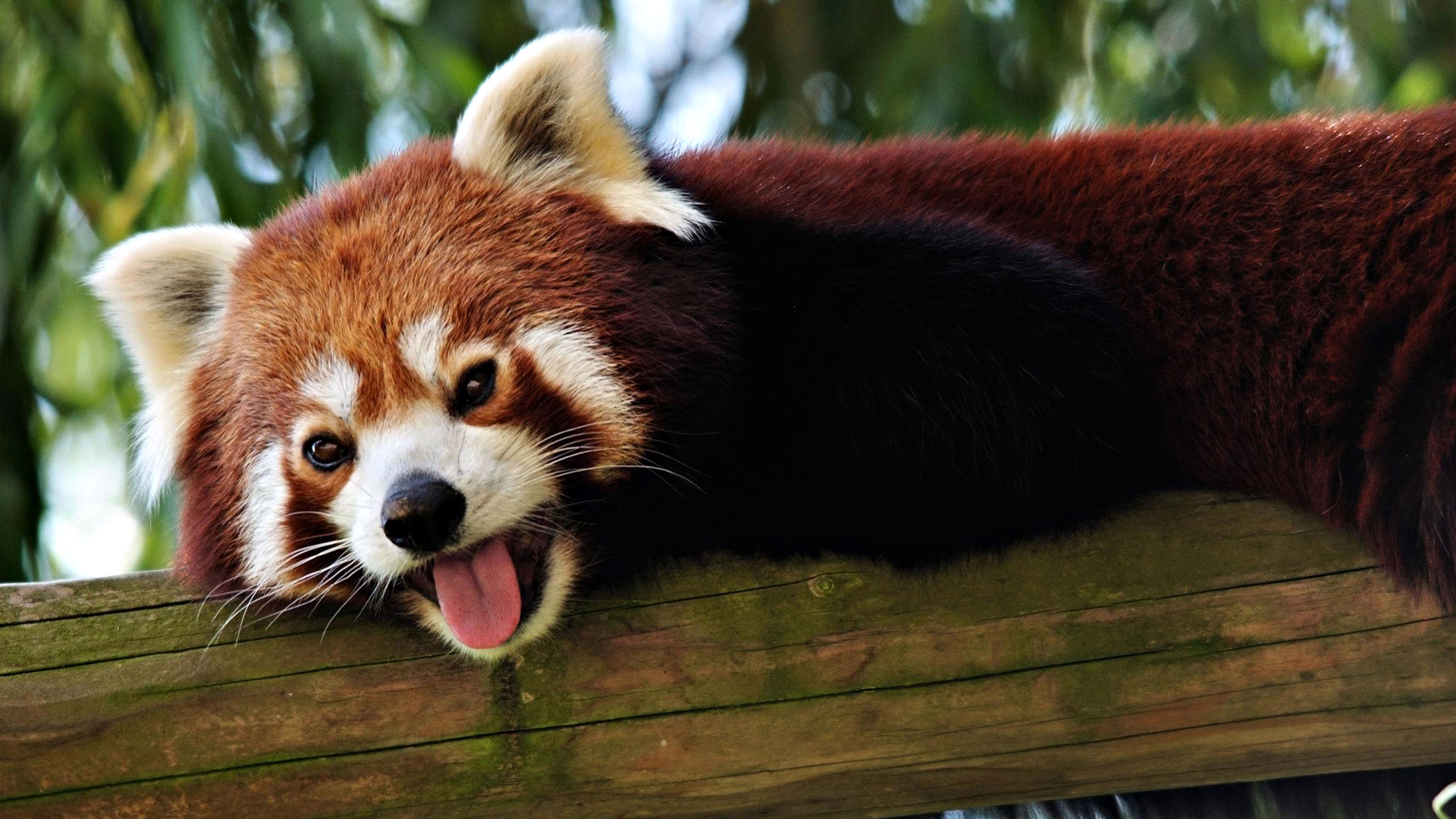 Red Panda HD Wallpaper 28170