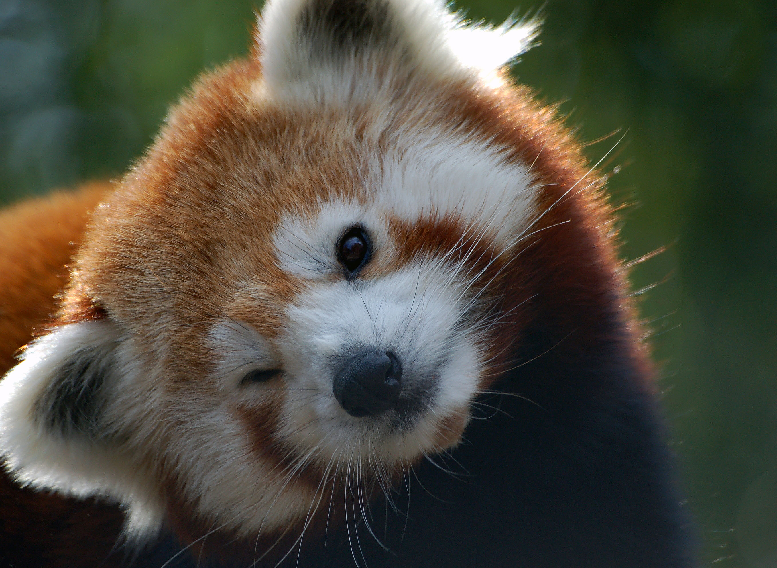 Desktop wallpaper: Red Panda, Animal 4K free download for PC. 720319