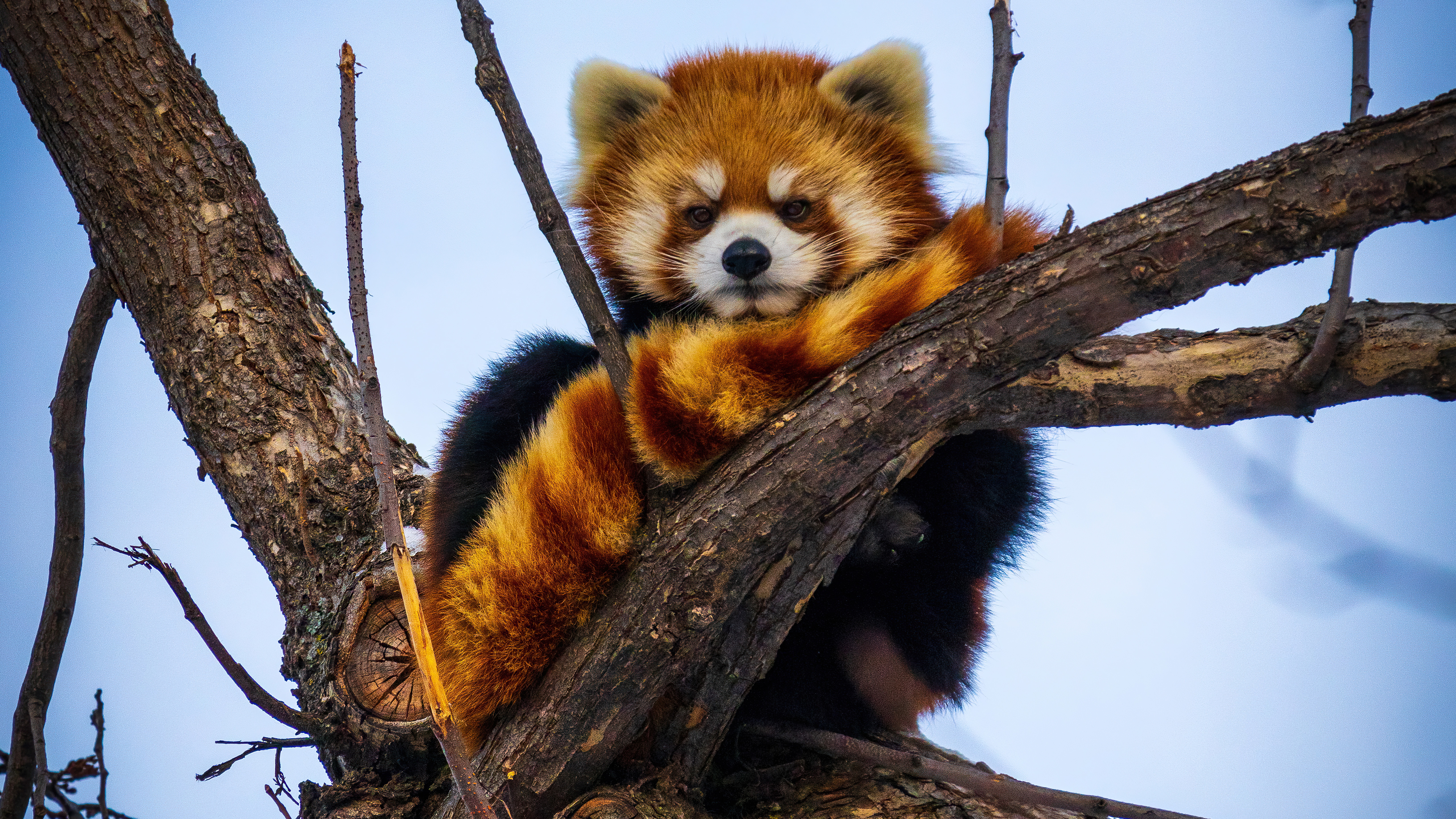 Wallpaper red panda panda animals branches from uaha image and screensavers