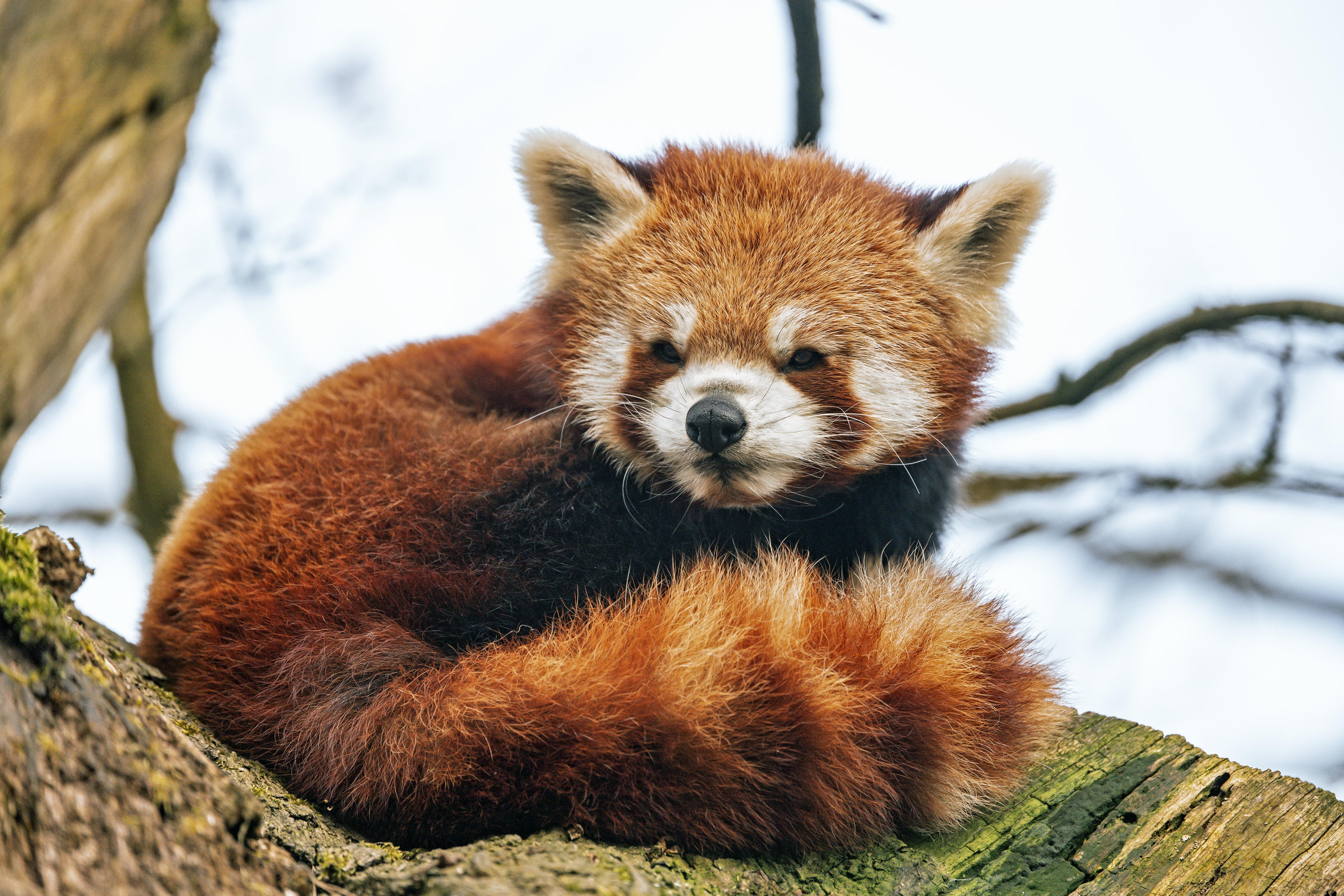 Phone wallpaper: Red Panda, Animals, Fluffy, Animal, Tail 146544