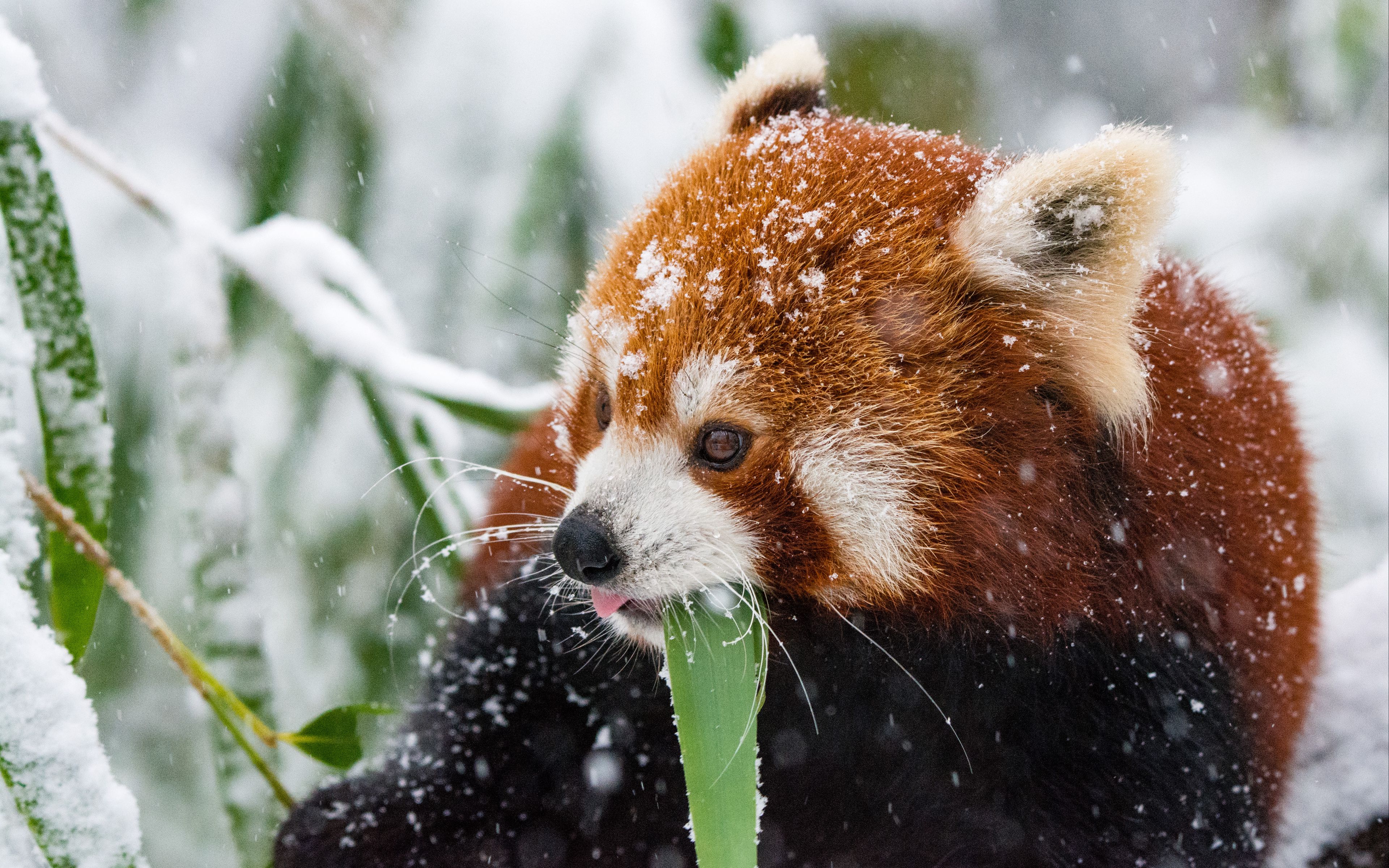 Download wallpaper 3840x2400 panda, red panda, snow, walk 4k ultra HD 16:10 HD background