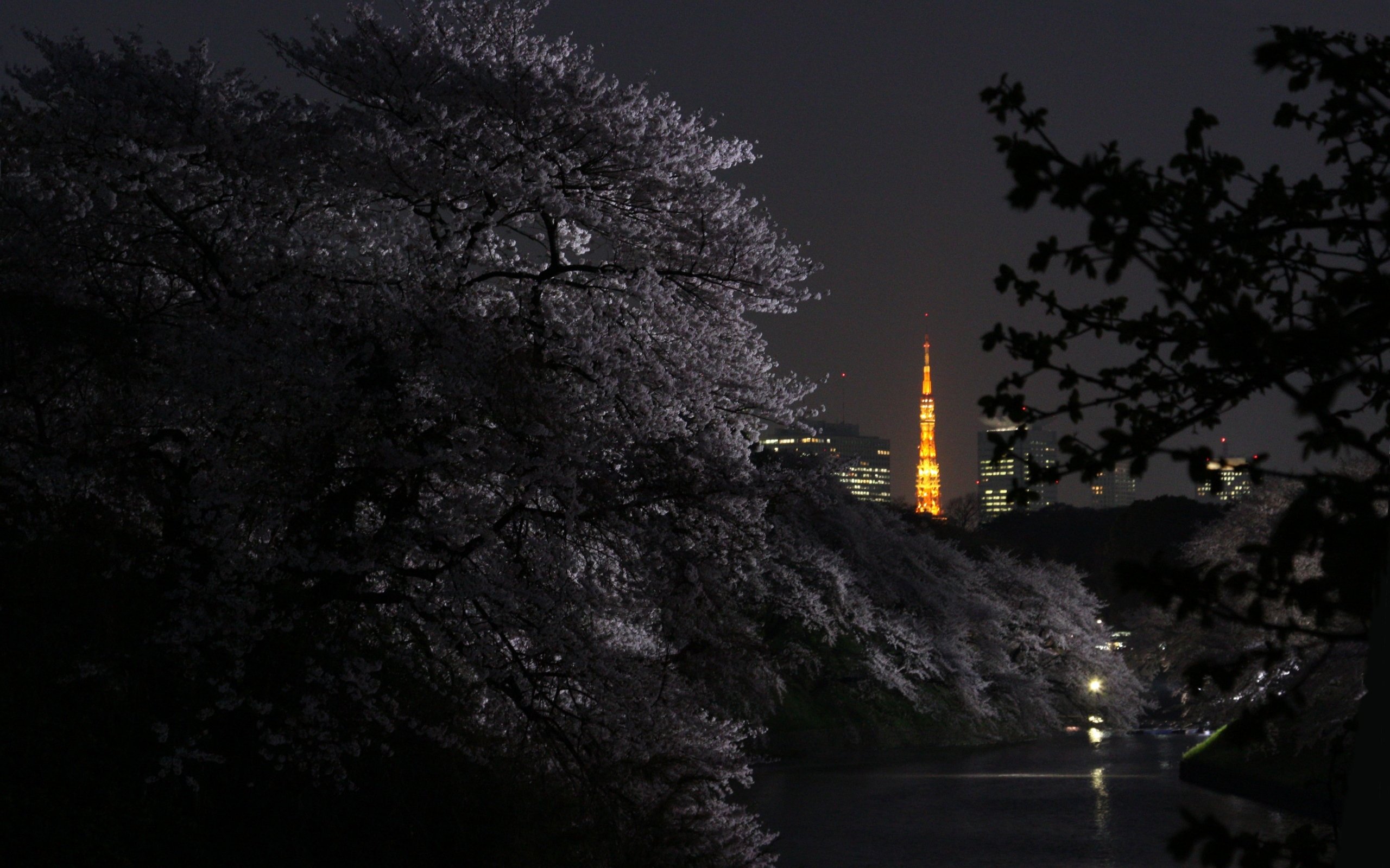 tokyo, Japan, Night, Branches, Cities Wallpaper HD / Desktop and Mobile Background